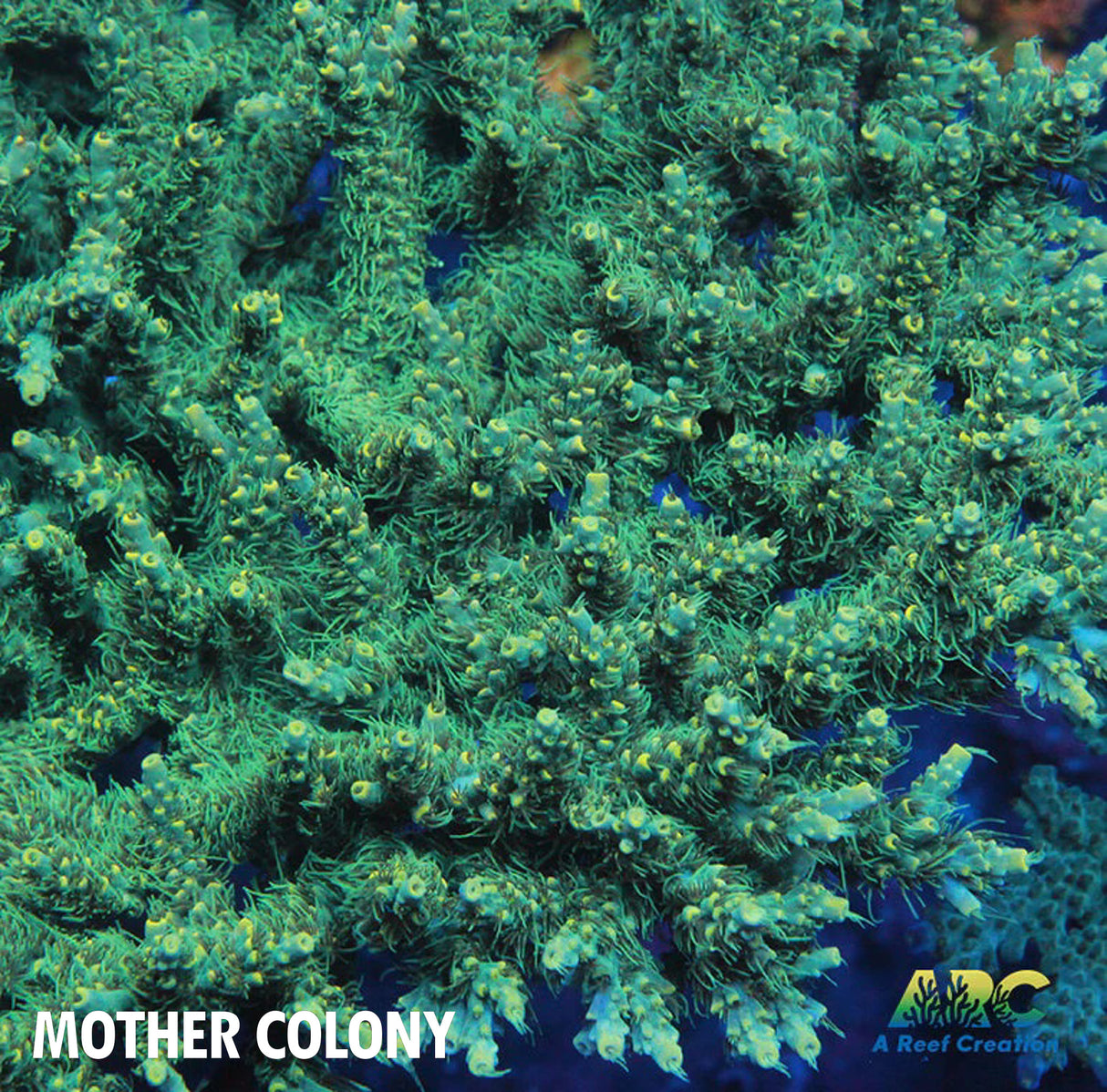 ARC Fuzzy Lime Table