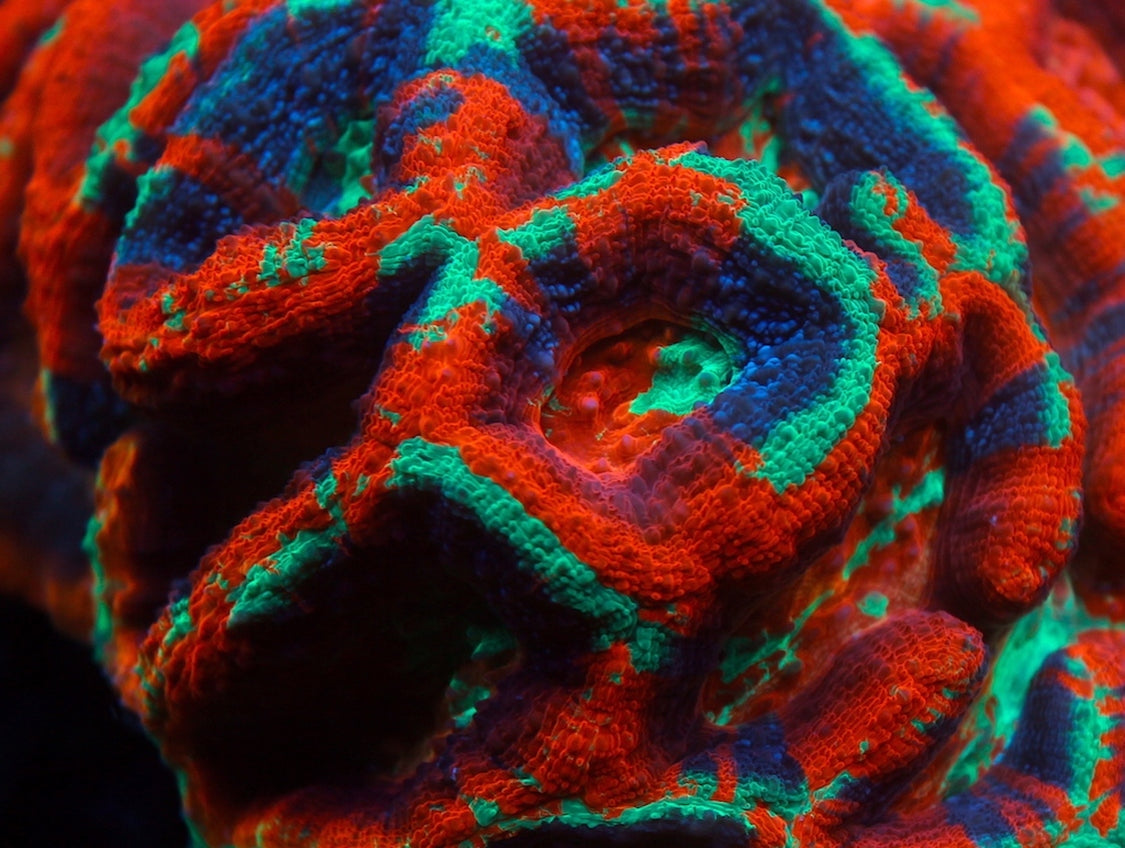 ARC Master Bowerbanki