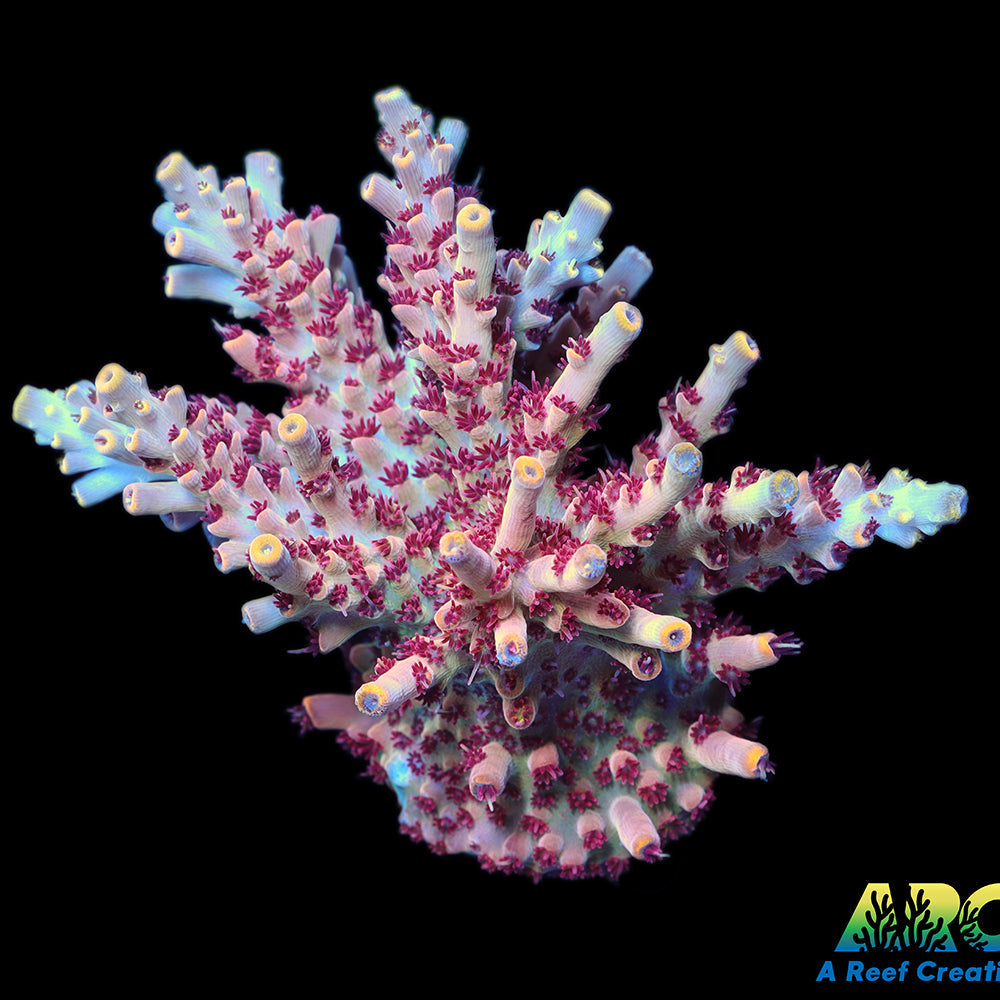 ARC Pomegranate Table