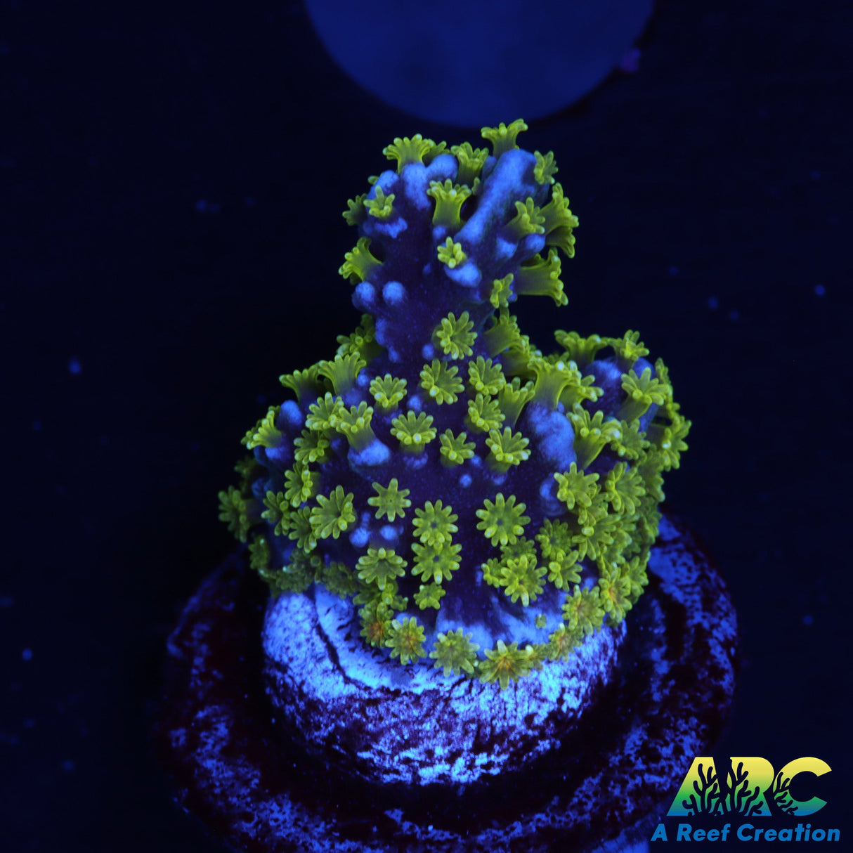 UC Stellata Montipora