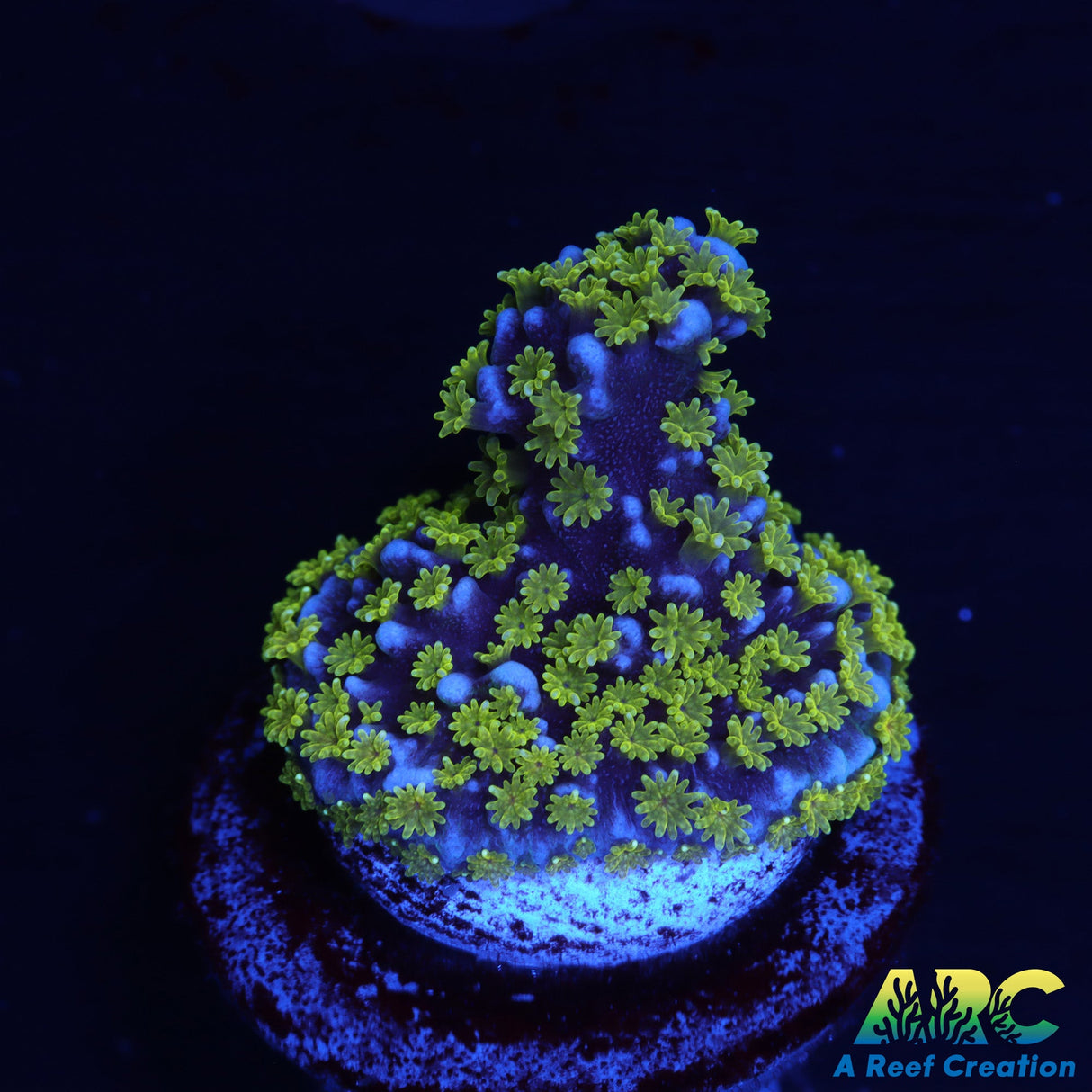 UC Stellata Montipora