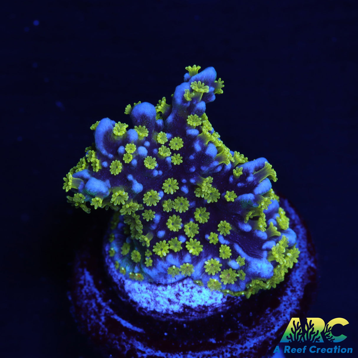UC Stellata Montipora