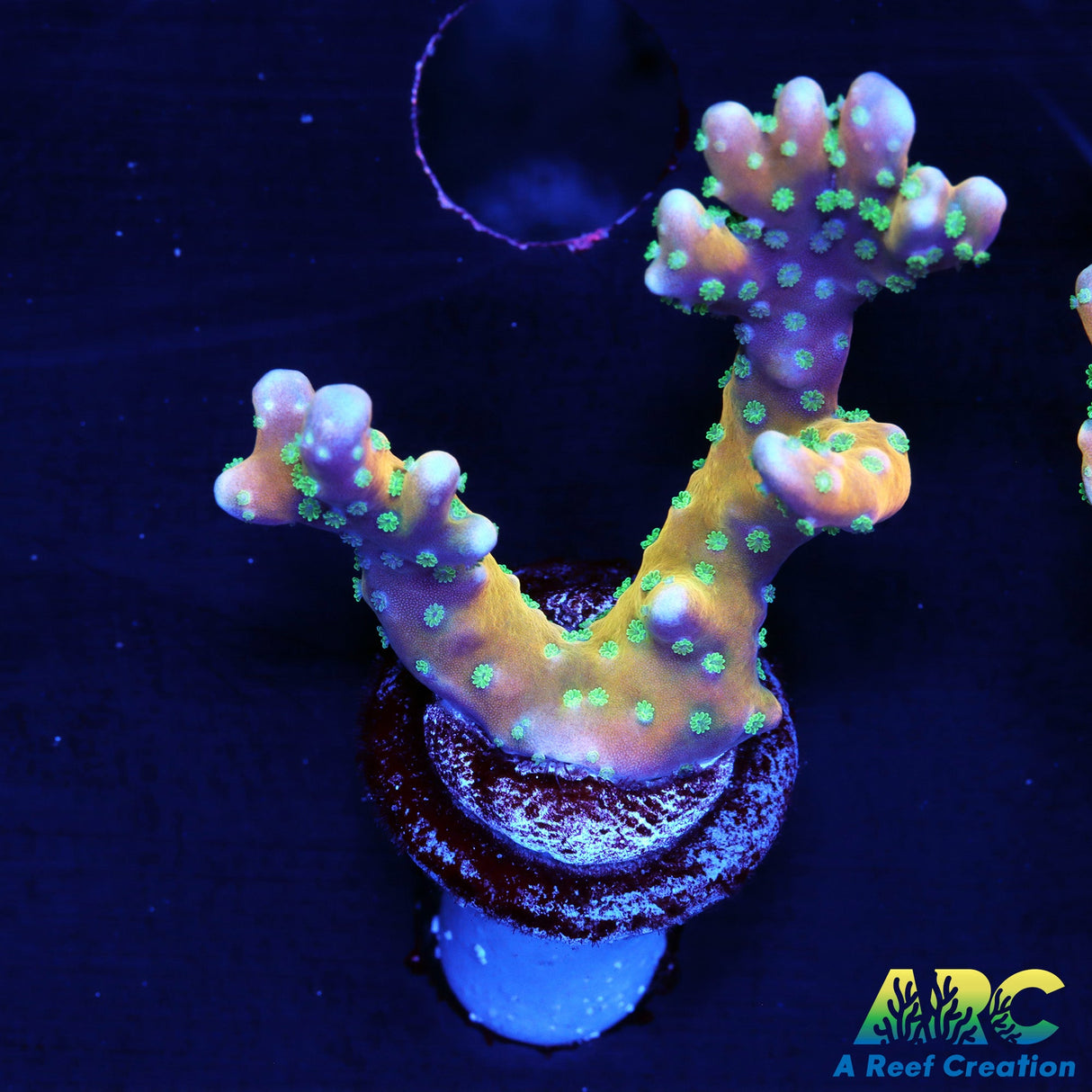 RRC Tropicana Anacropora