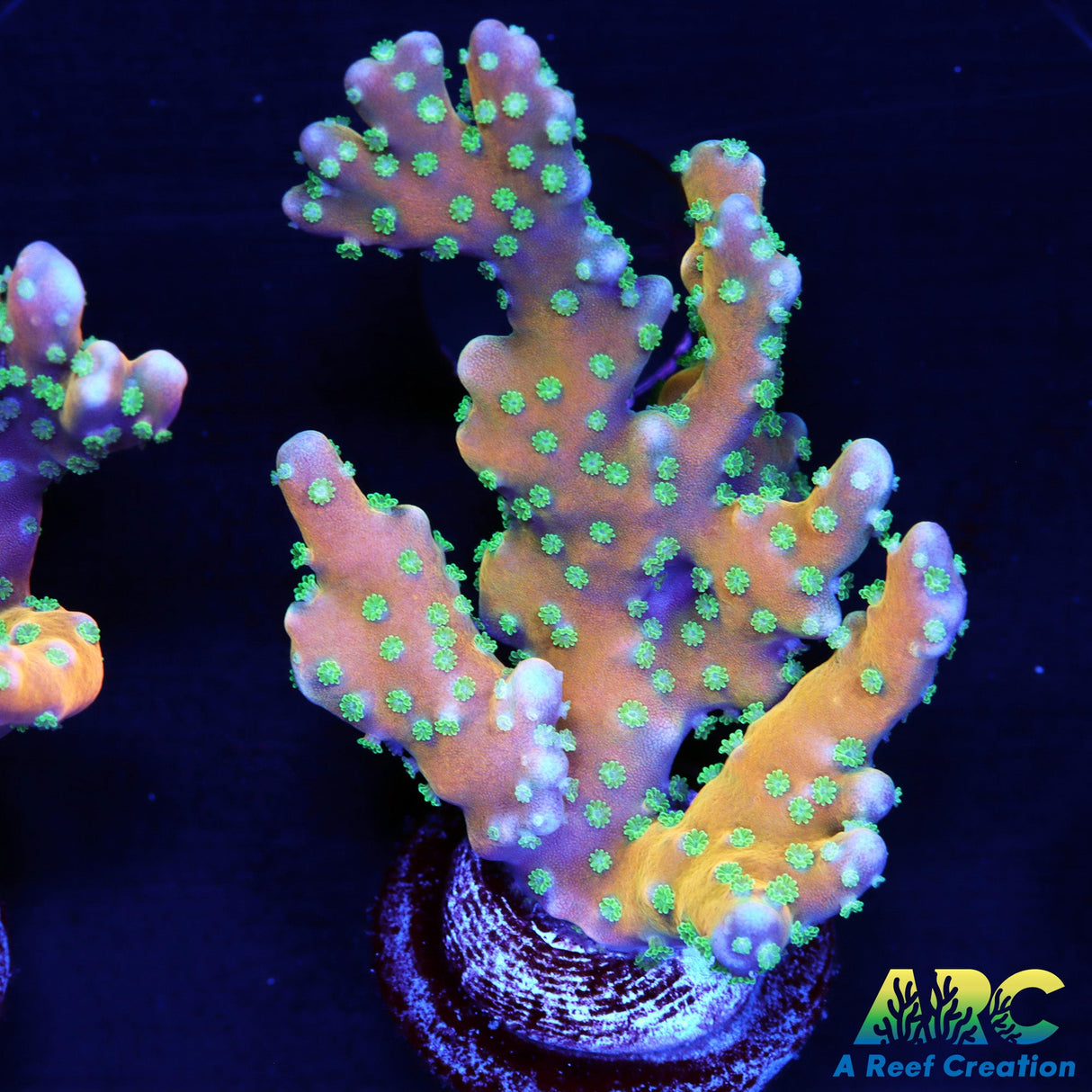 RRC Tropicana Anacropora Chunk