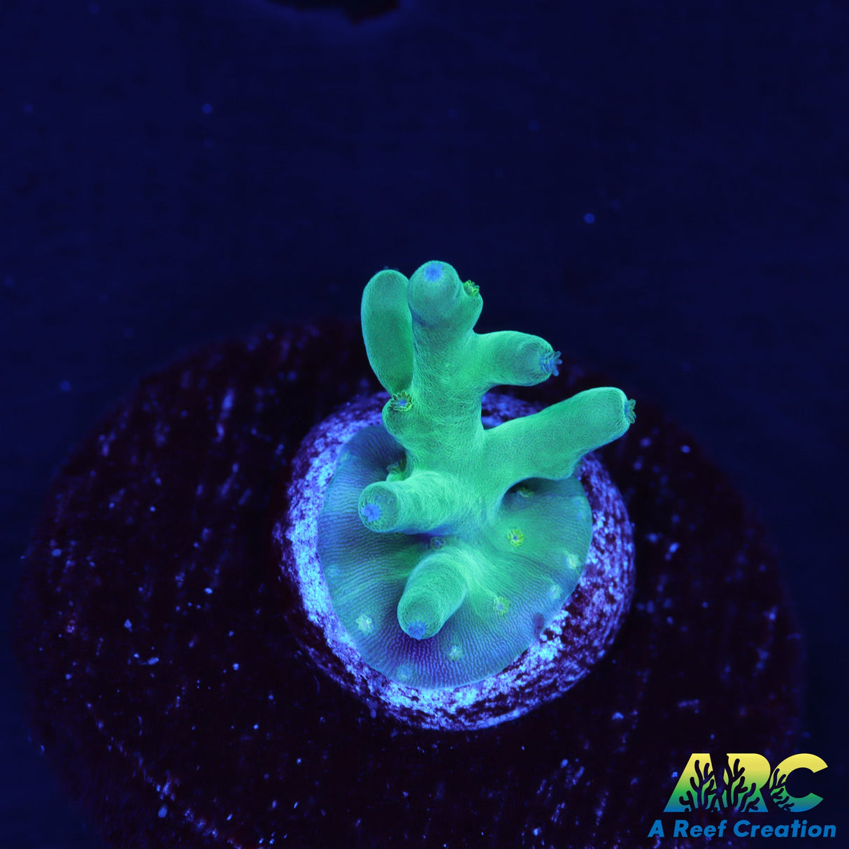 ARC Teal Navini Acro