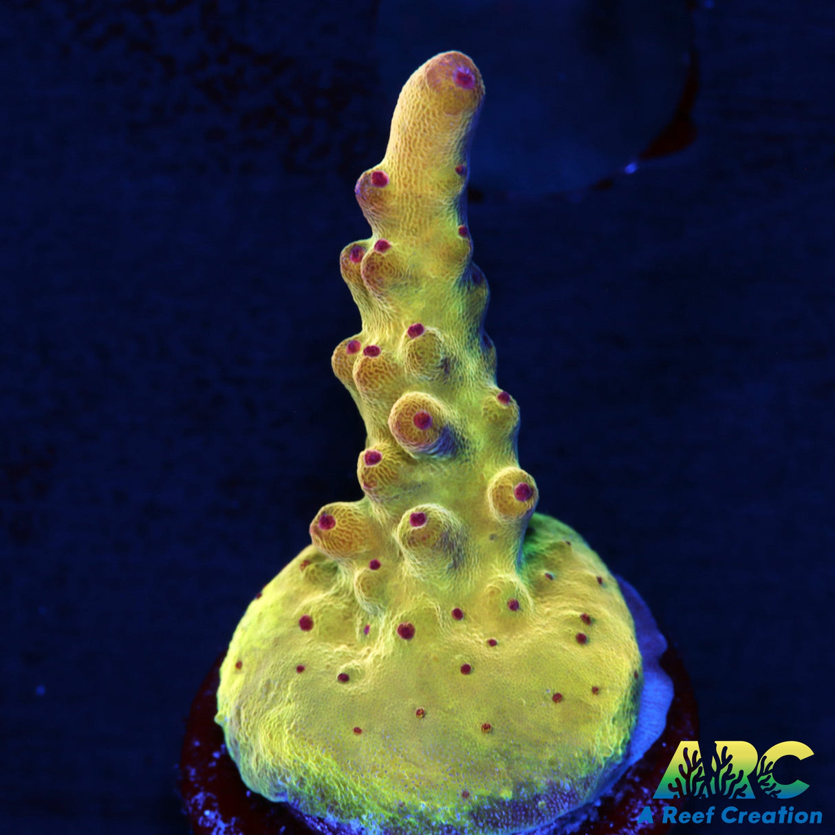 ARC Sands of Time Acro