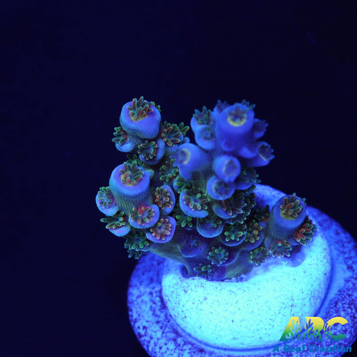 JF Blow Torch Acro