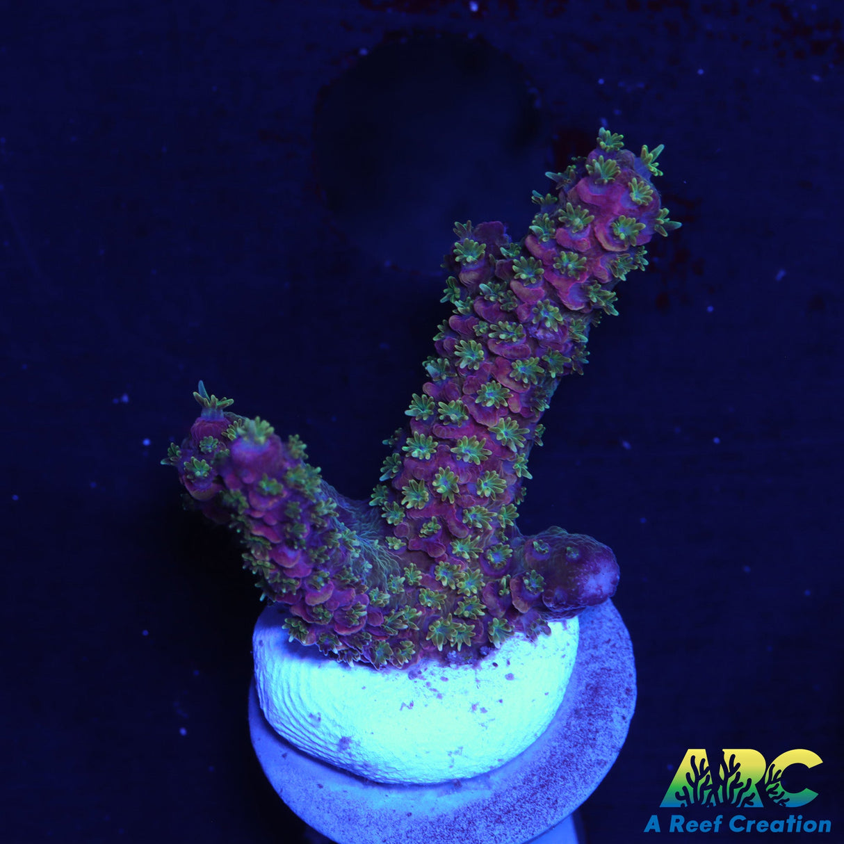 ARC Wildfire Millipora Acro
