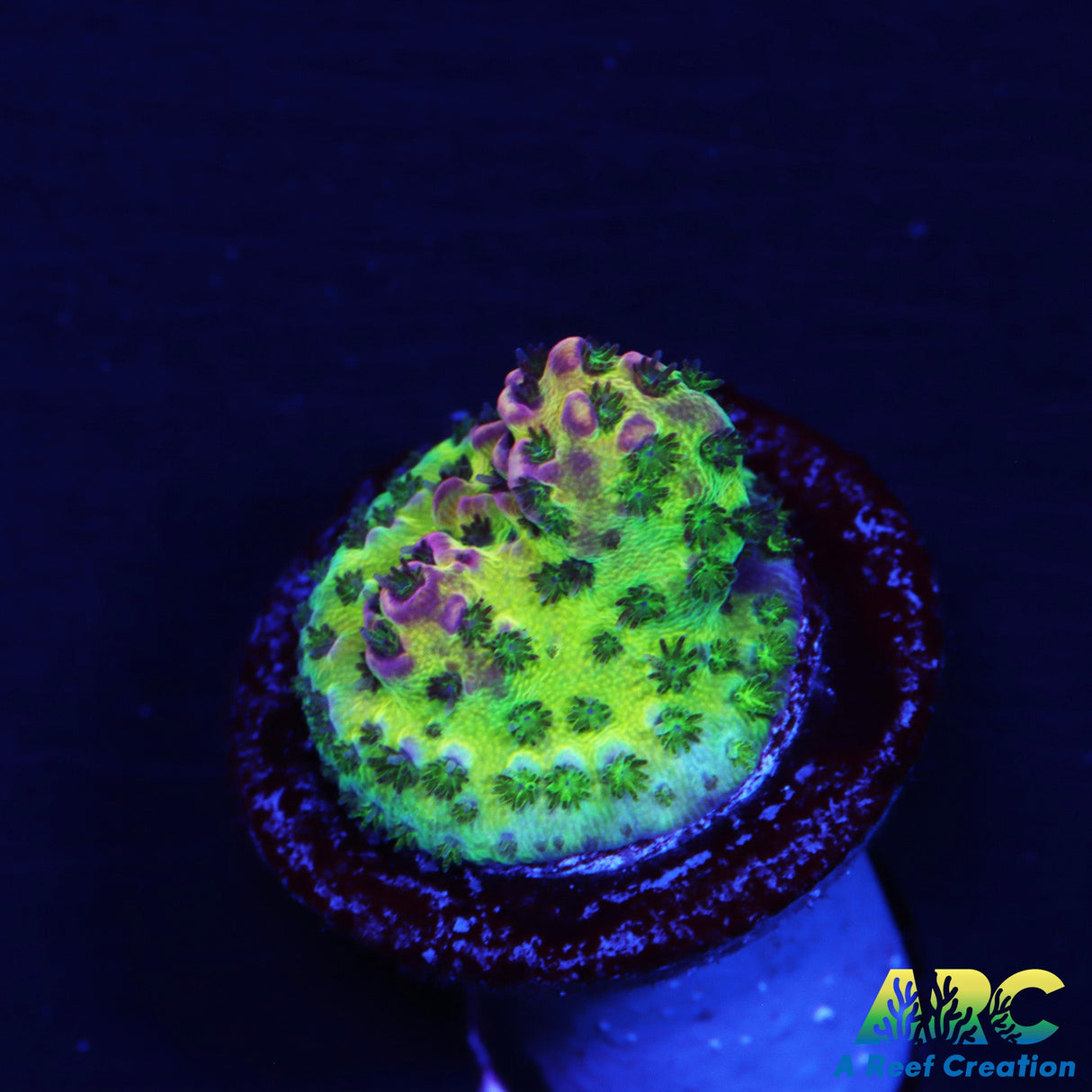 WWC Jello Shot Table Acro