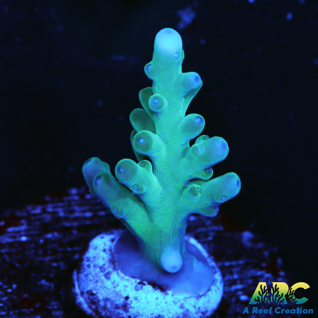 ARC Teal Navini Acro