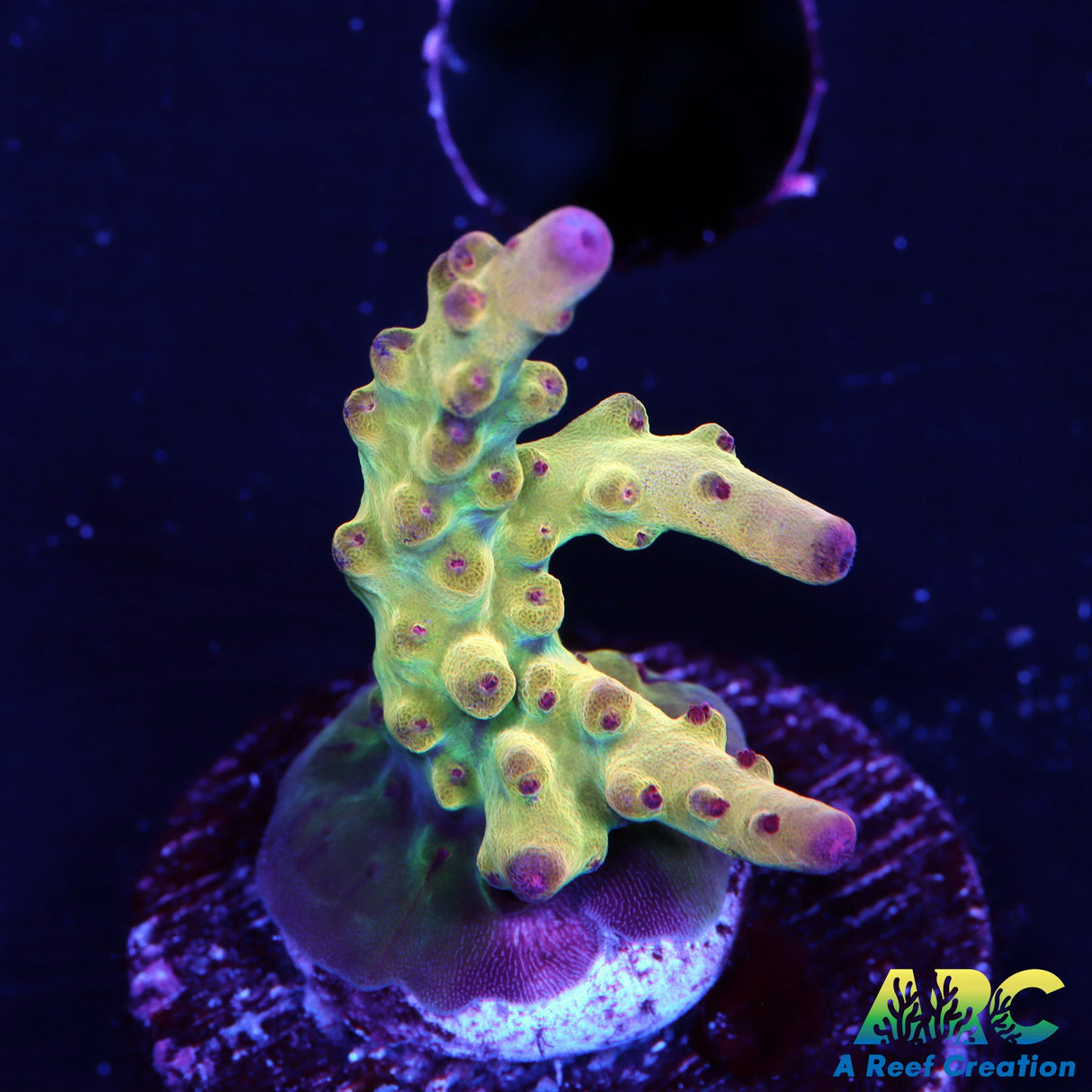 ARC Sands of Time Acro