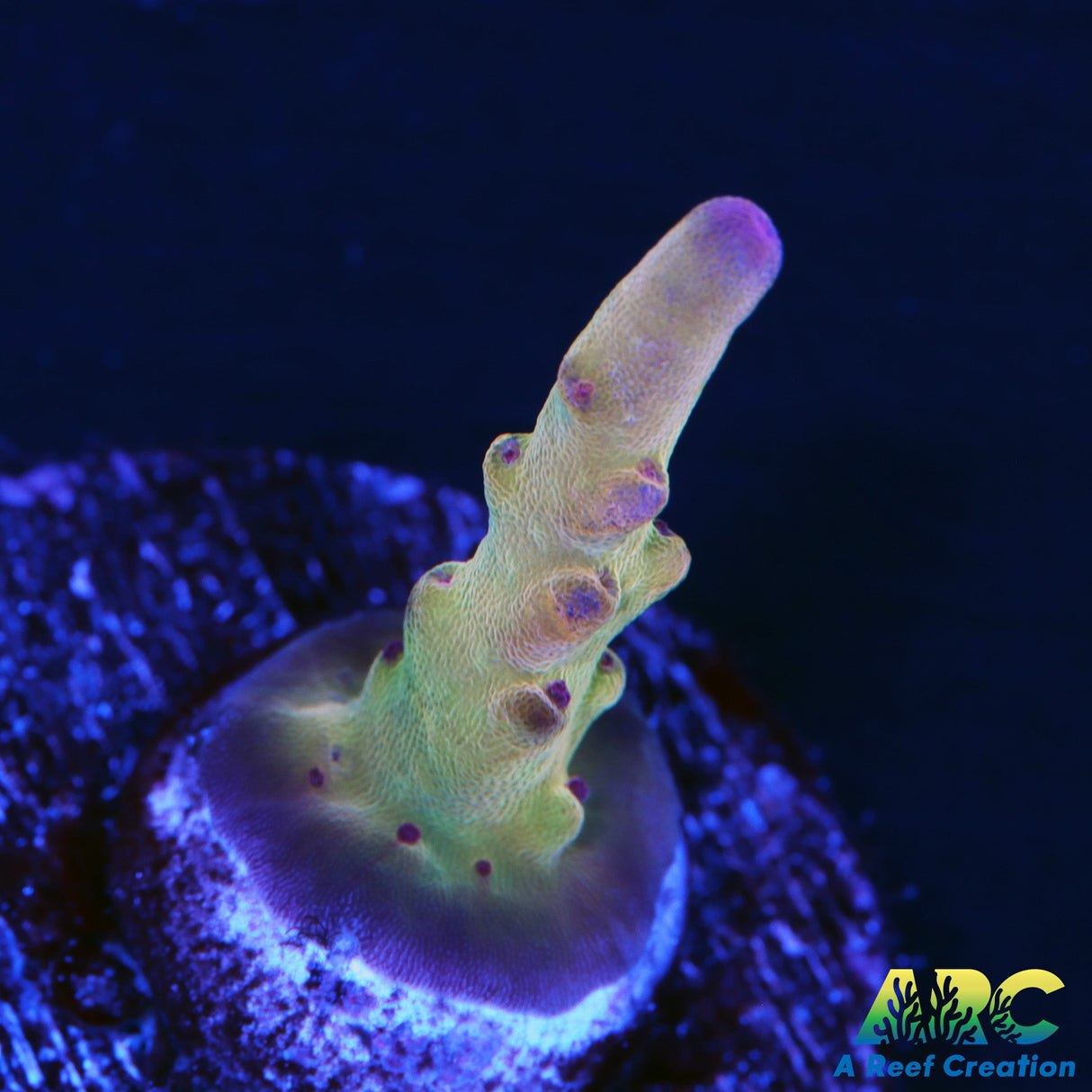 ARC Sands of Time Acro