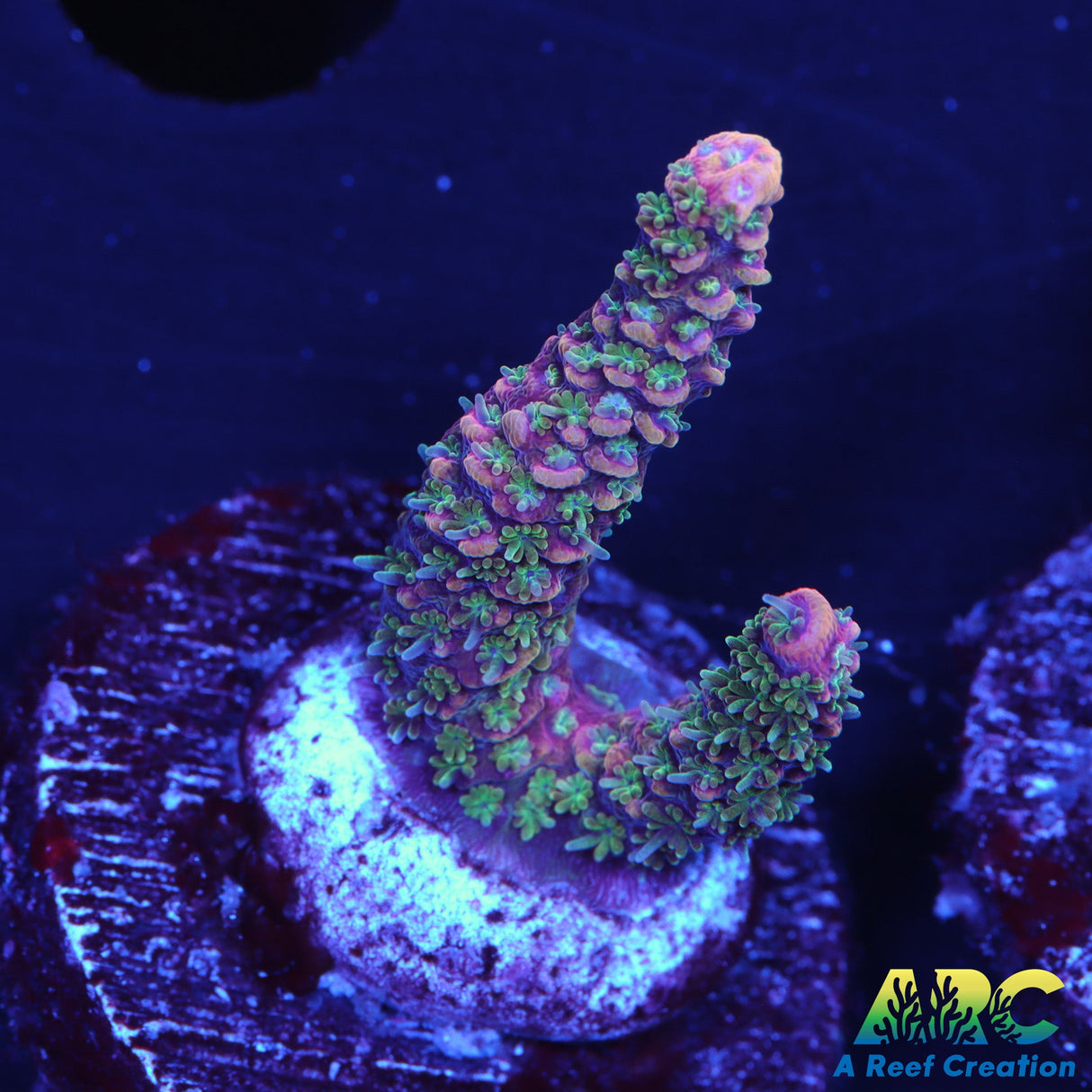 ARC Wildfire Millipora Acro