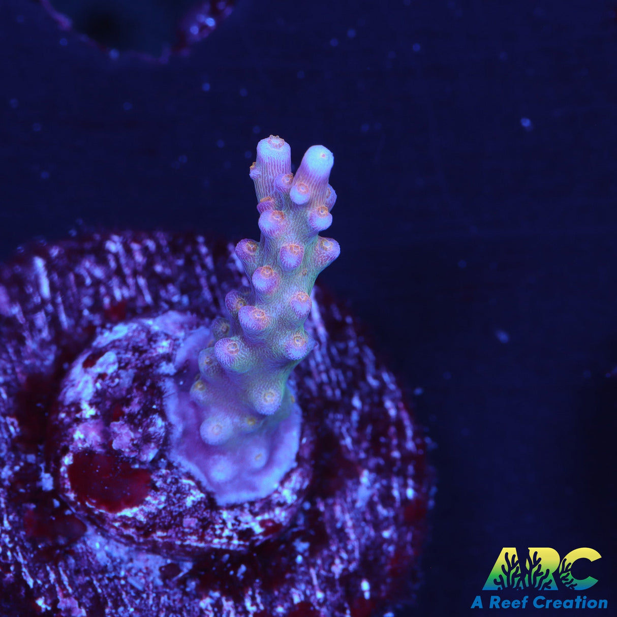 Tyree Merlin's Staff Acro