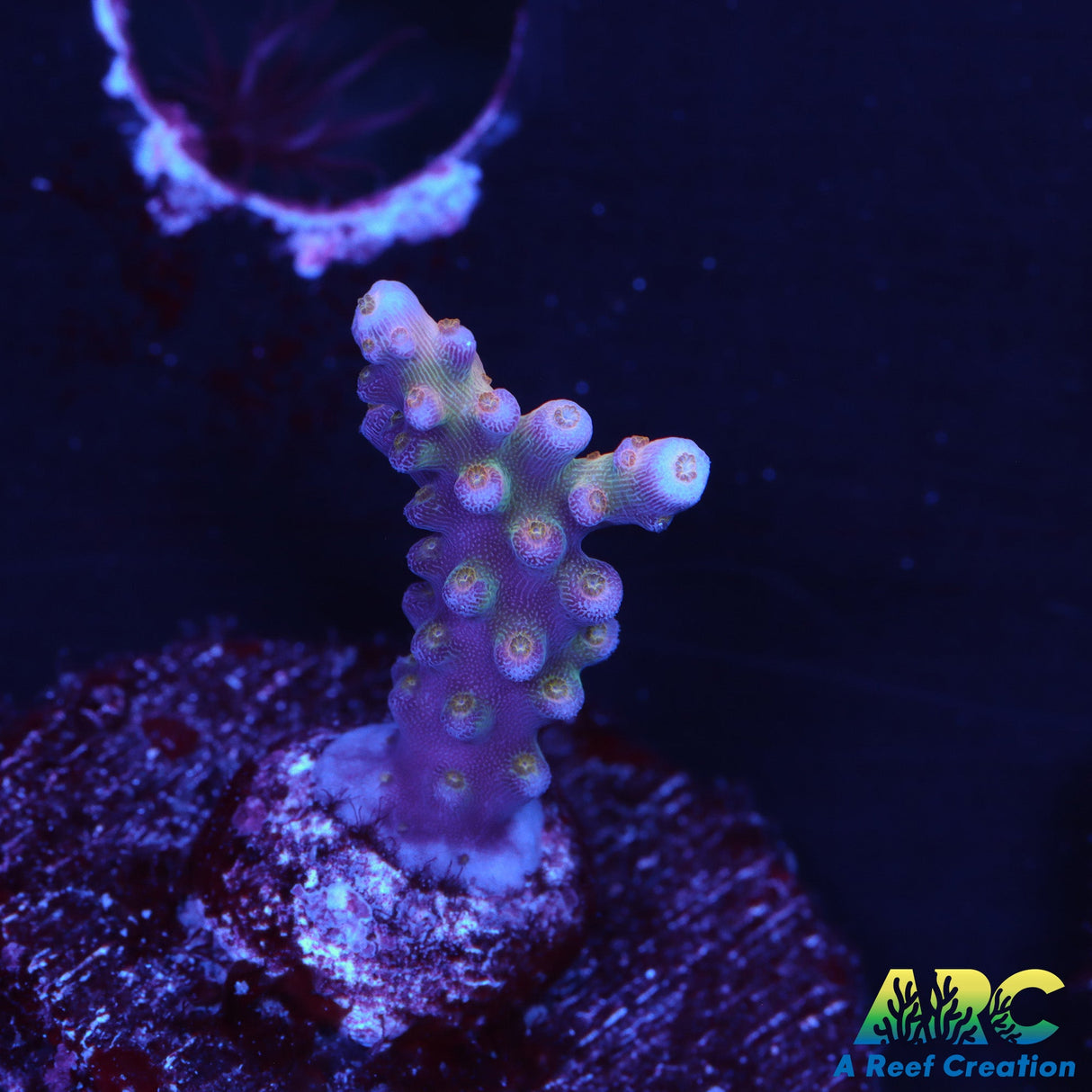 Tyree Merlin's Staff Acro