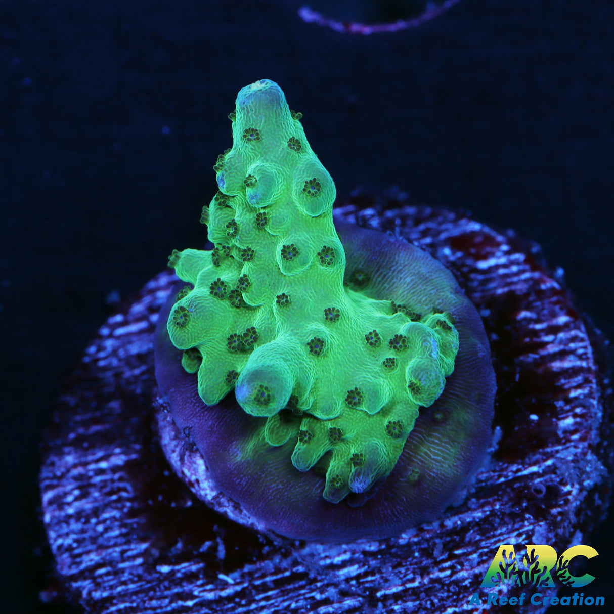 Acropora Sarmentosa