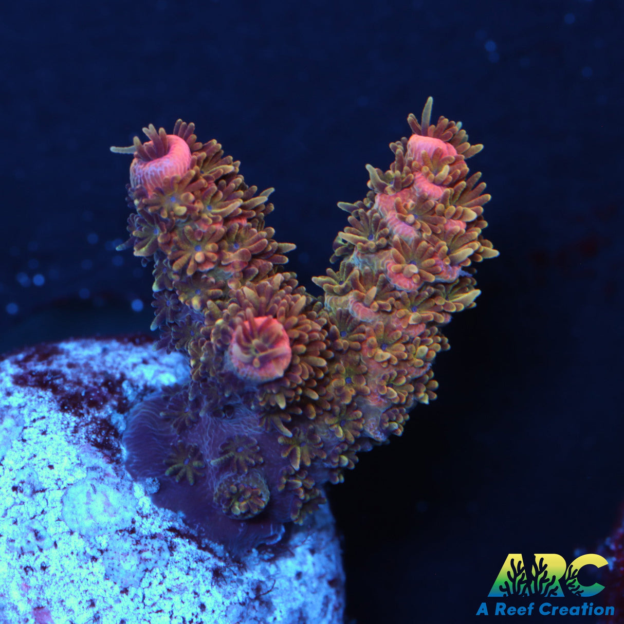 JF Solar Flare Acro