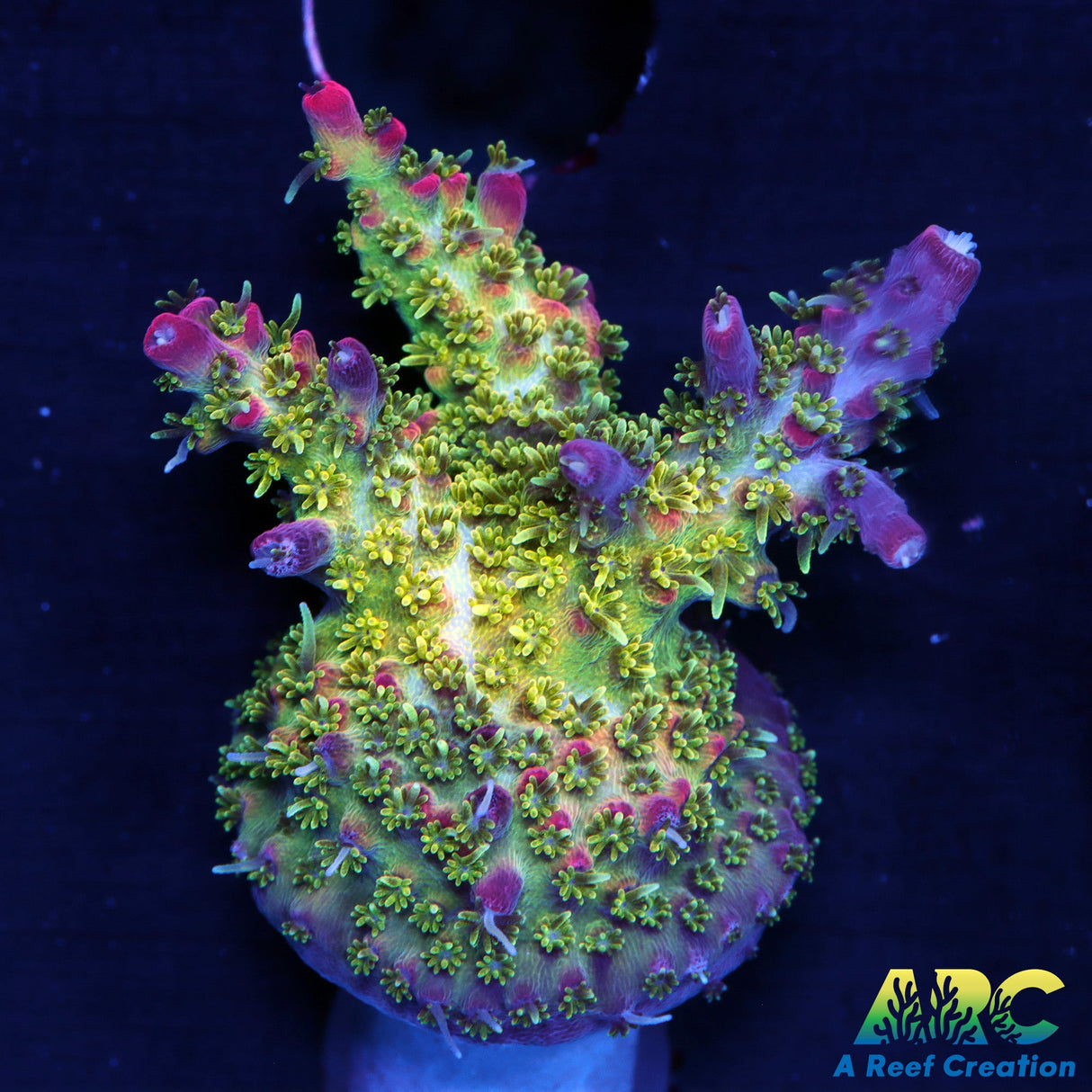 Tyree Pinky the Bear