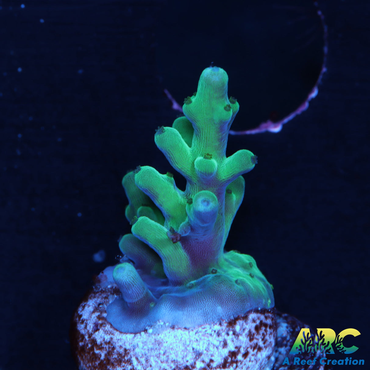 ARC Teal Navini Acro