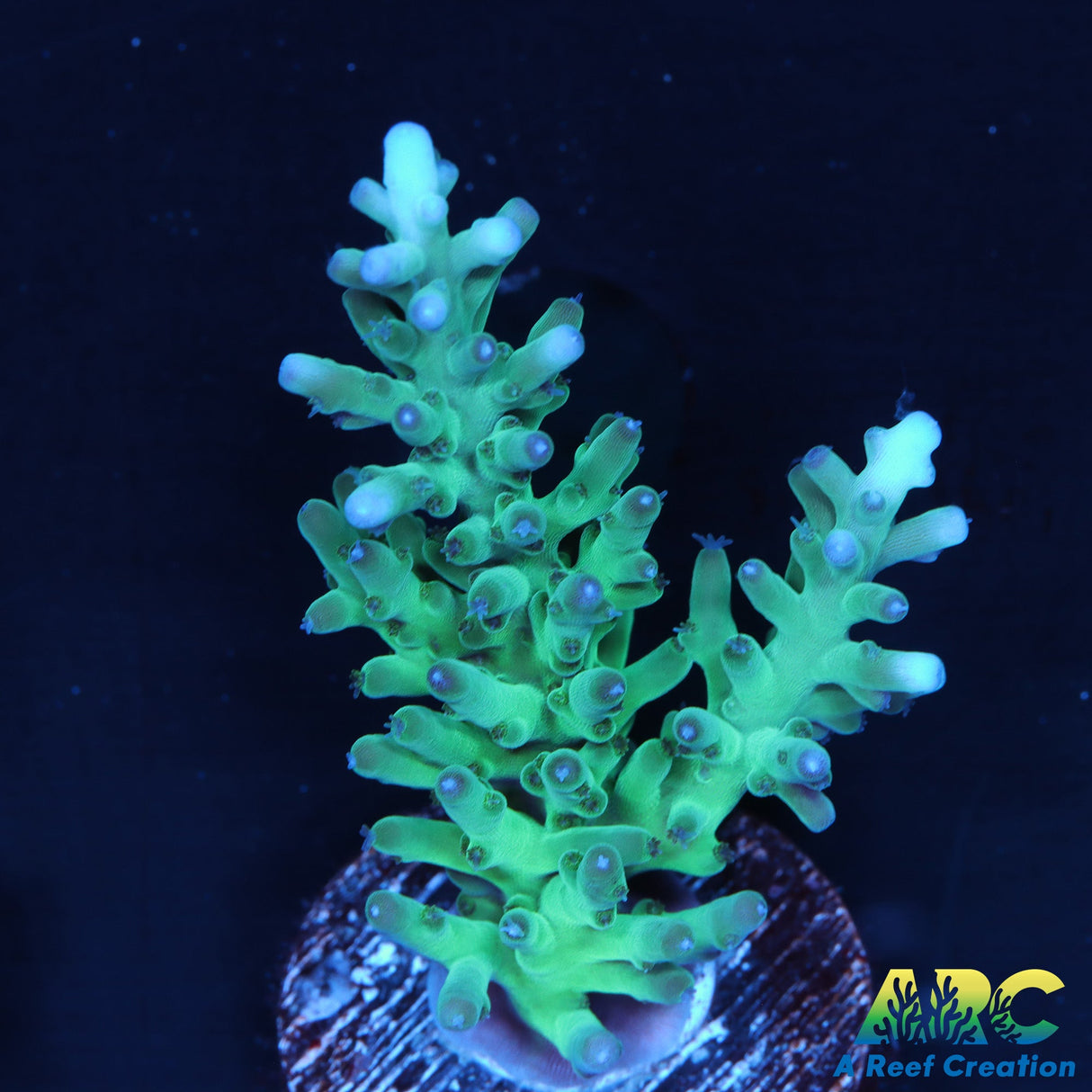 Sanjay's Blue Spruce Acro