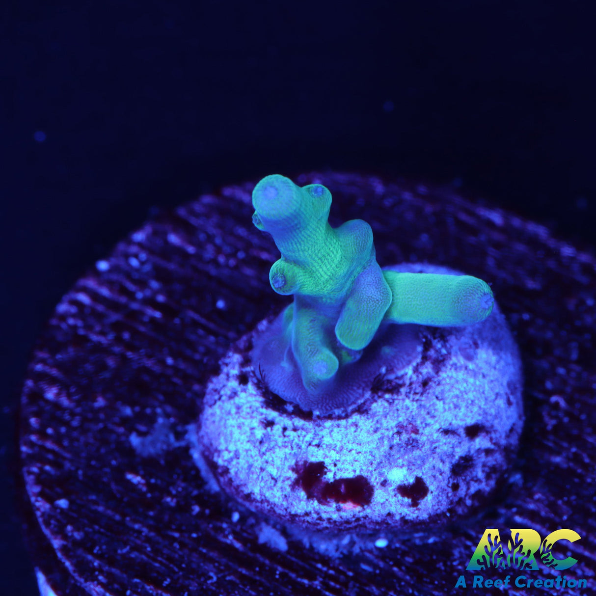 ARC Teal Navini Acro