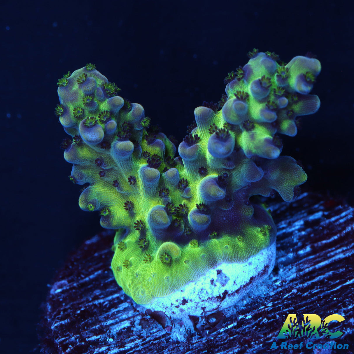 ARC Northern Lights Acro