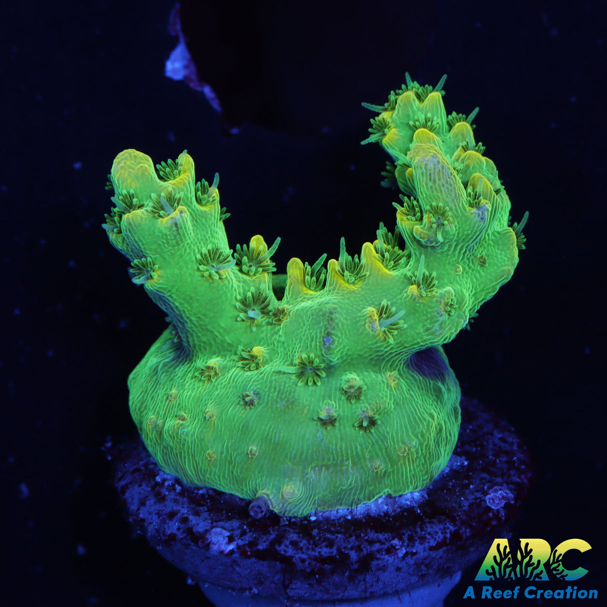 ARC Fuzzy Lime Table