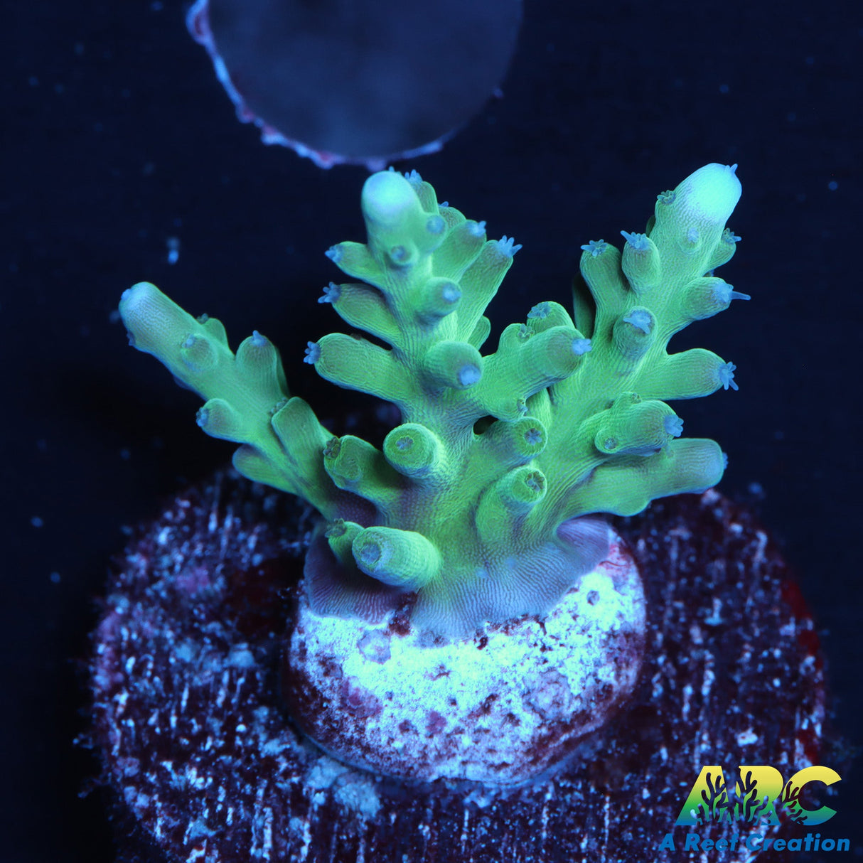 ARC Teal Navini Acro