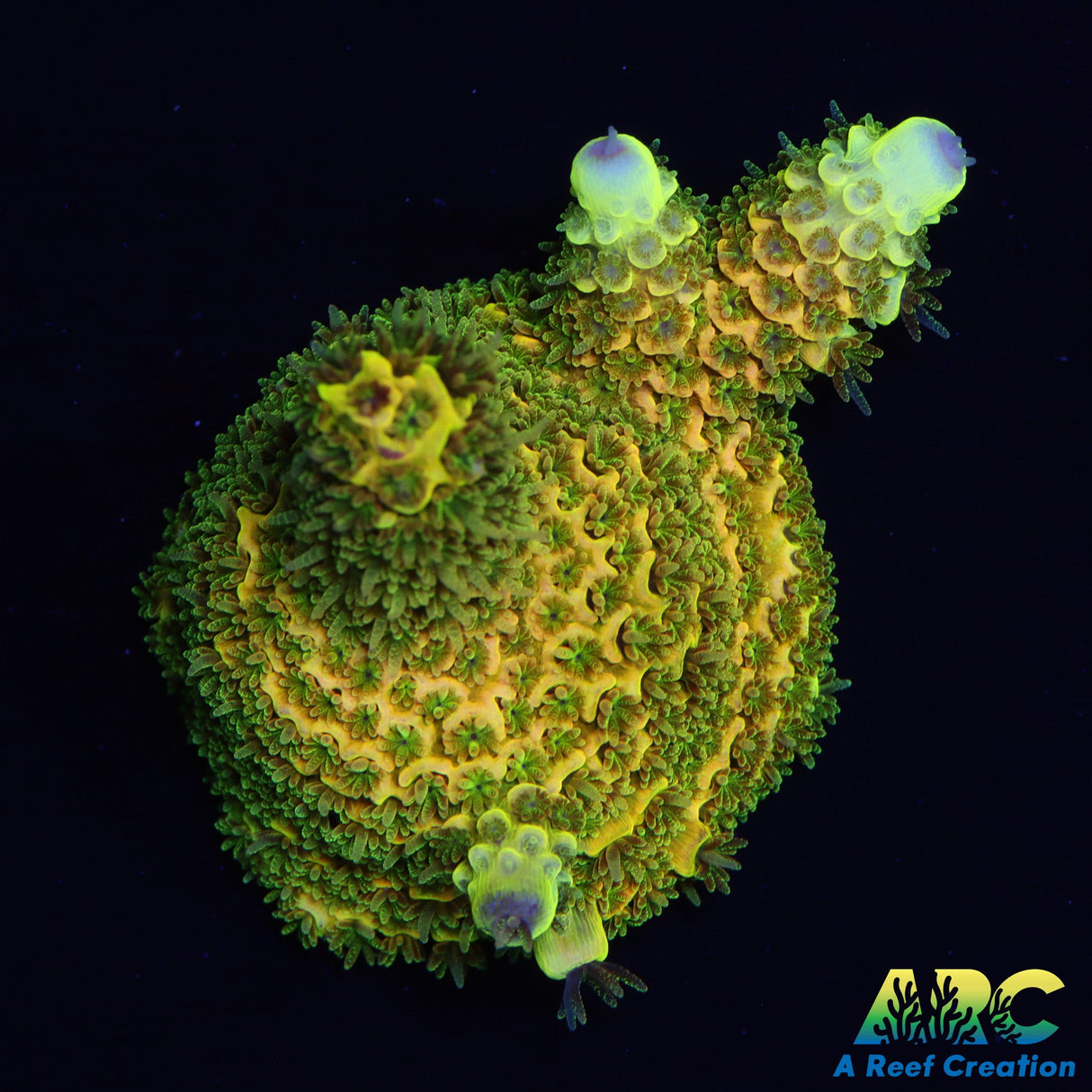 RRC Rainbow Splice encrusted Plug