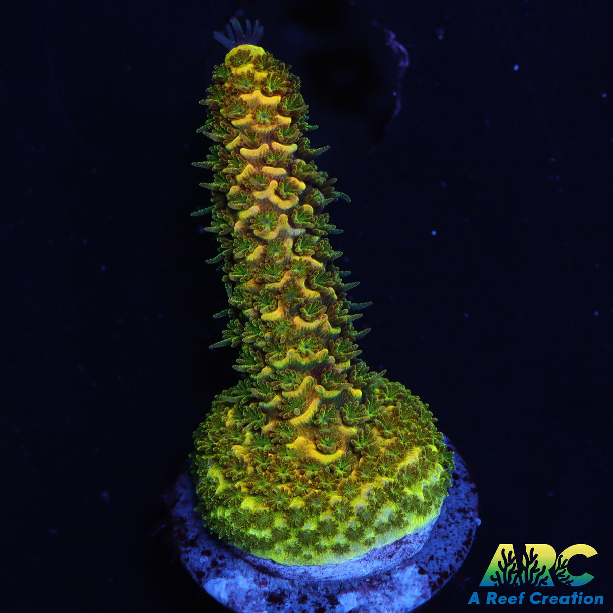 RRC Rainbow Splice Green side