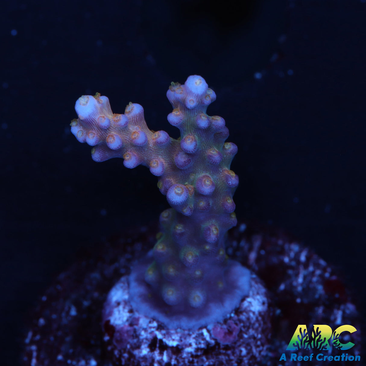 Tyree Merlin's Staff