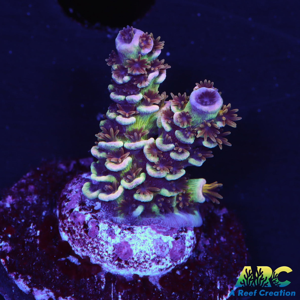 WWC Pink Panther Acro