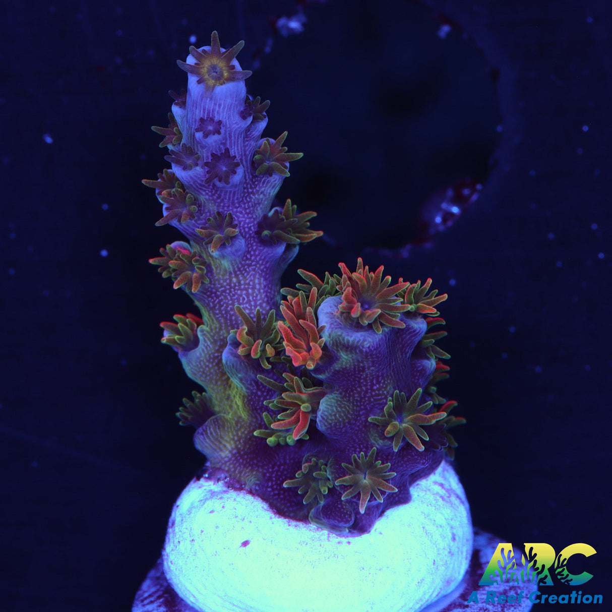 JF Blow Torch Acro