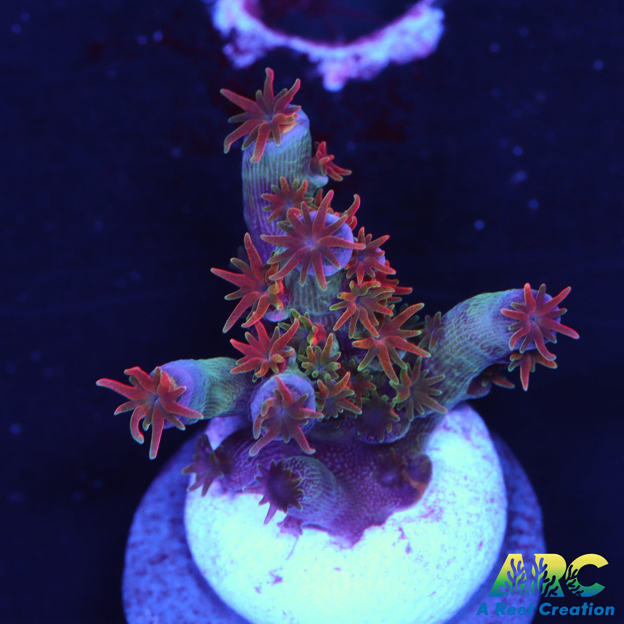 JF Blow Torch Acro