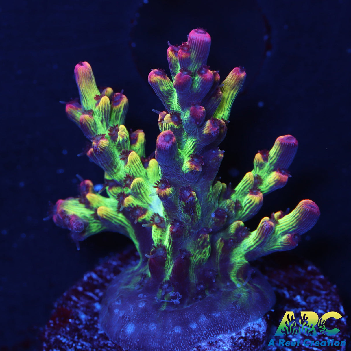 Strawberry Shortcake Acro