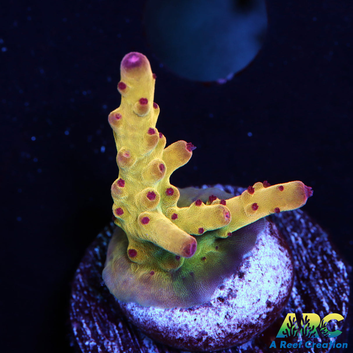 ARC Sands of Time Acro