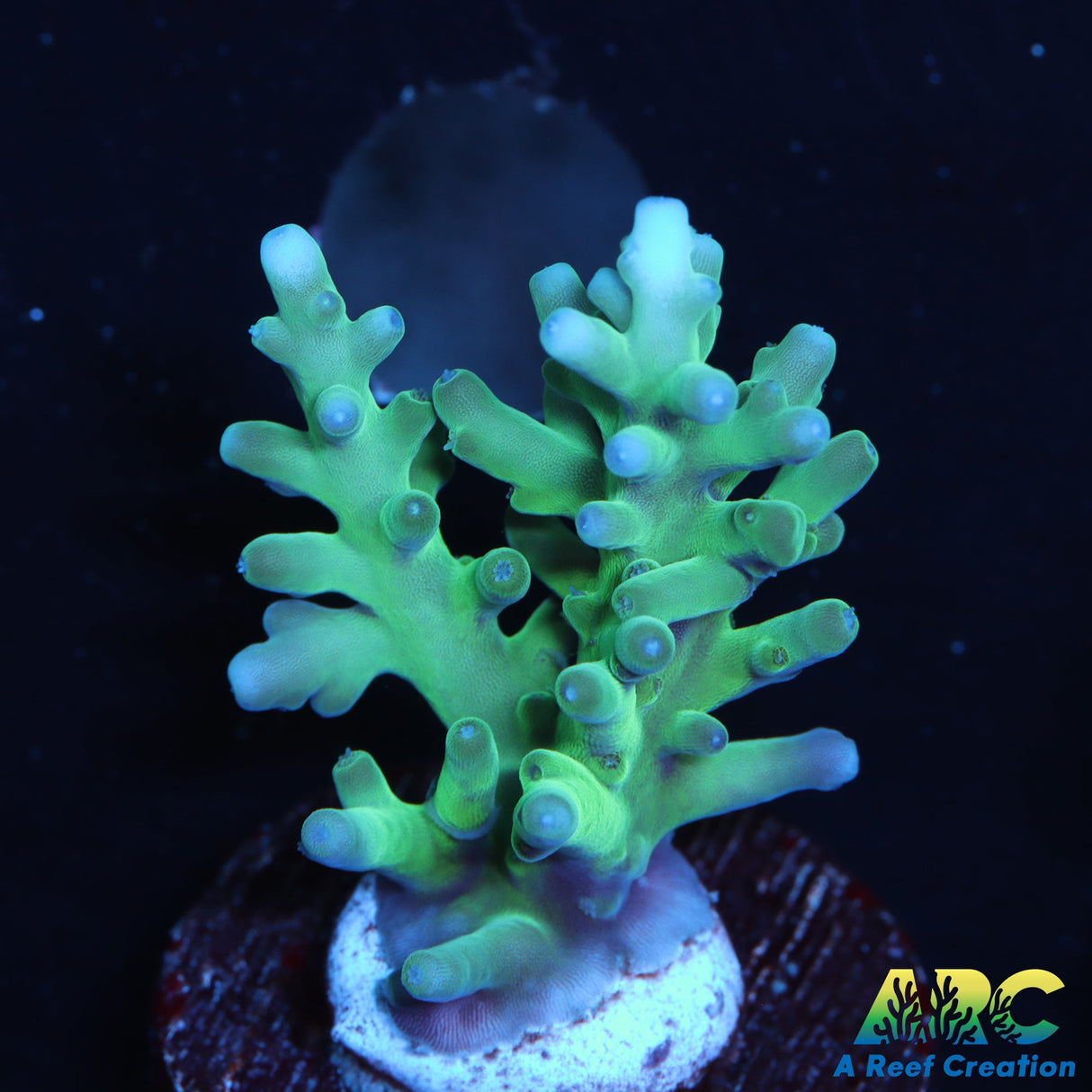 Sanjay's Blue Spruce Acro