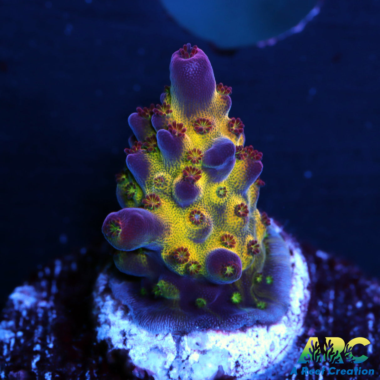 Sanjay's Red Photon Acrdo