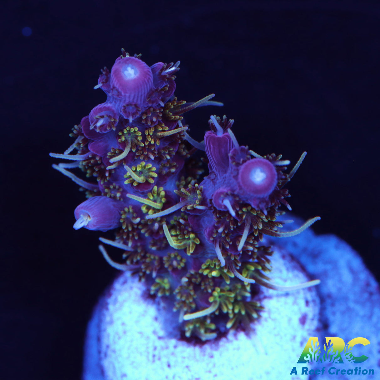 ARC Purple Hairy Monster