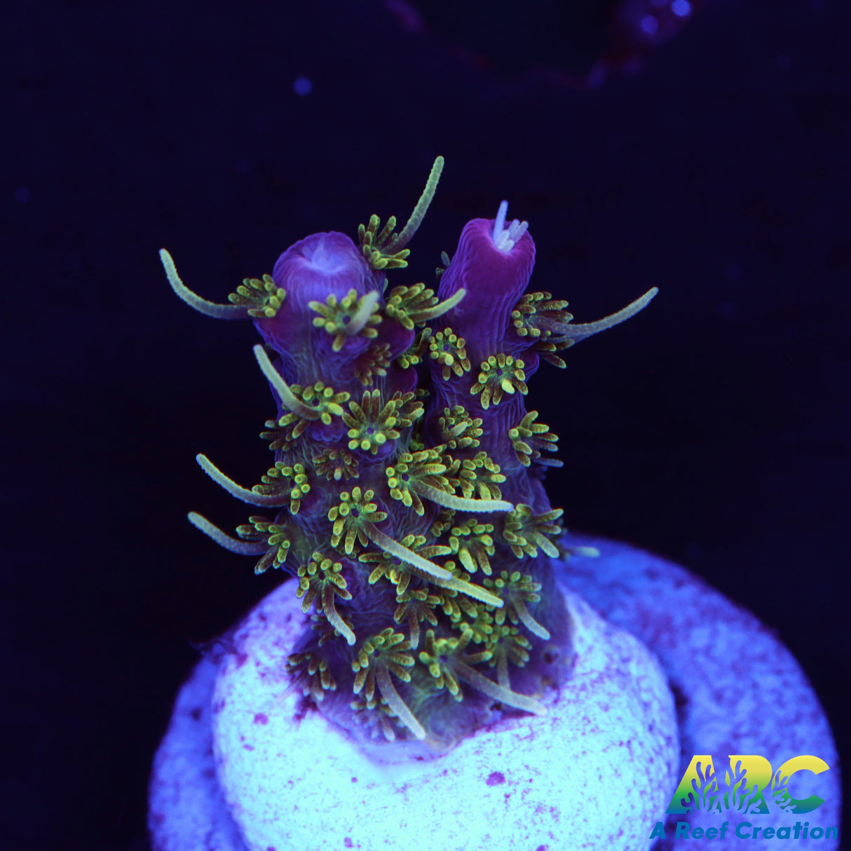 ARC Purple Hairy Monster