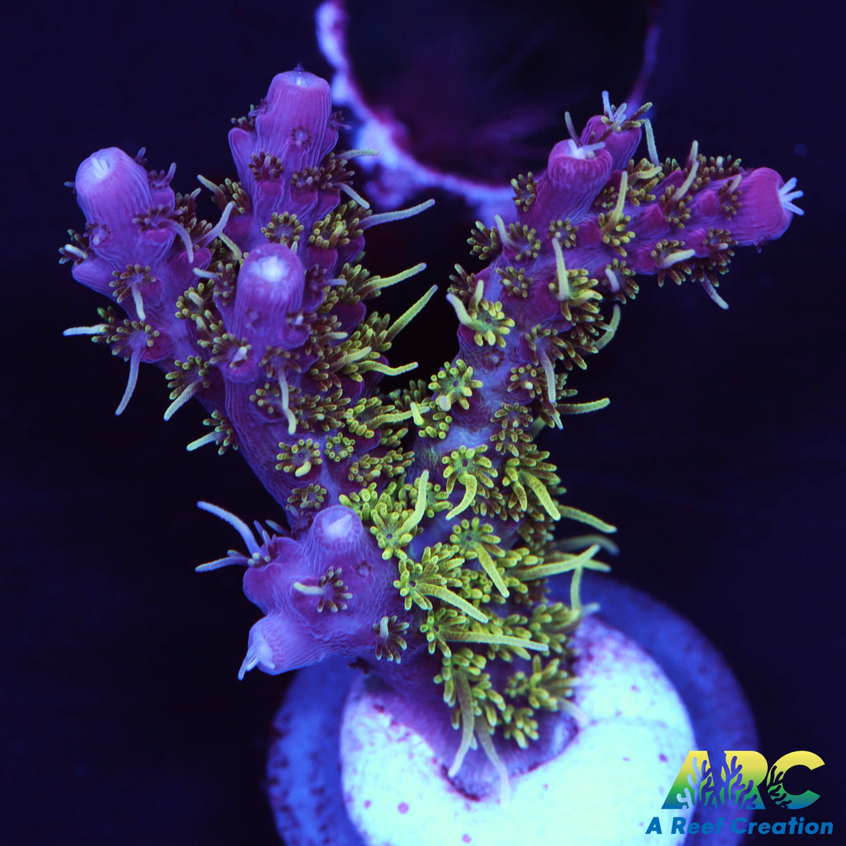 ARC Purple Hairy Monster