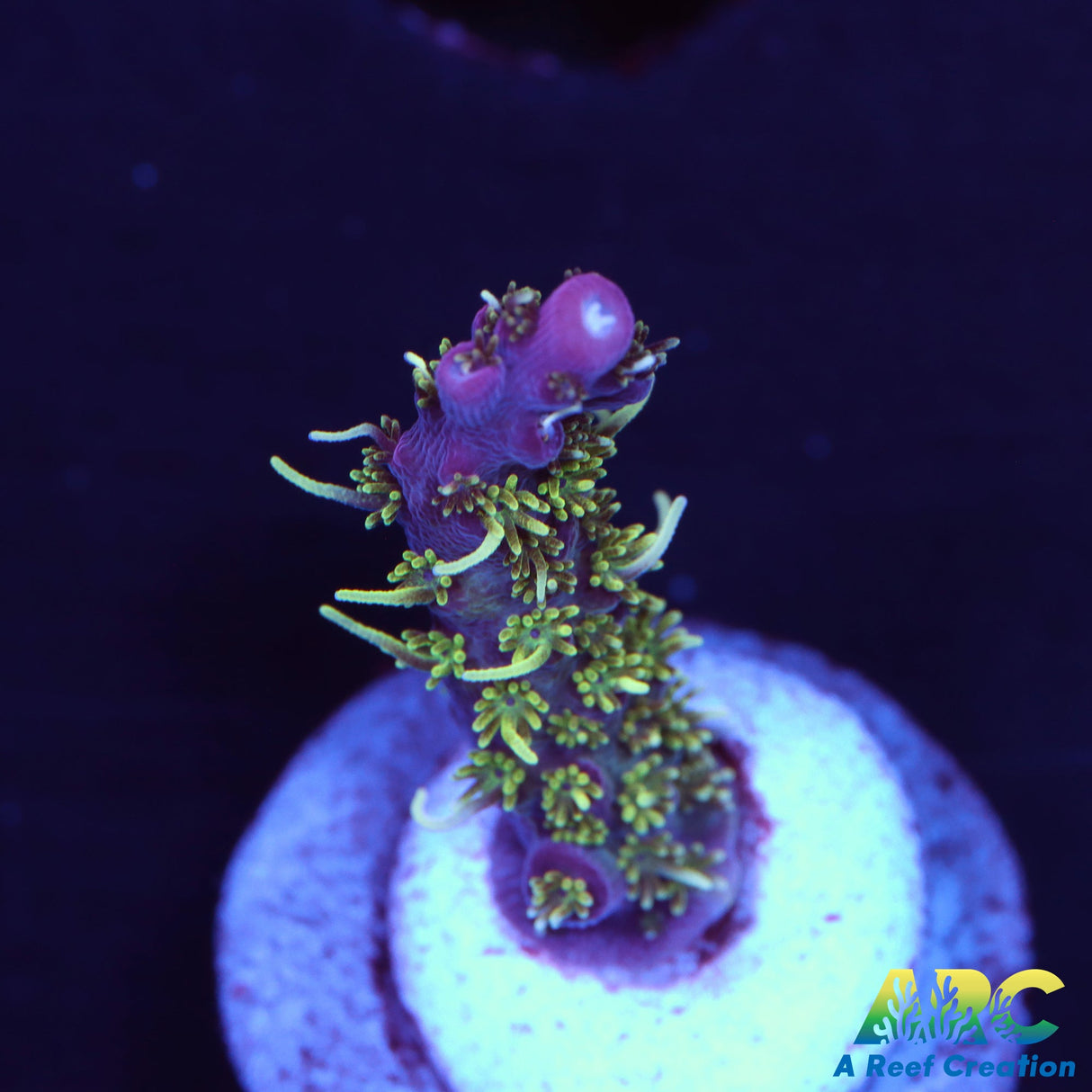 ARC Purple Hairy Monster