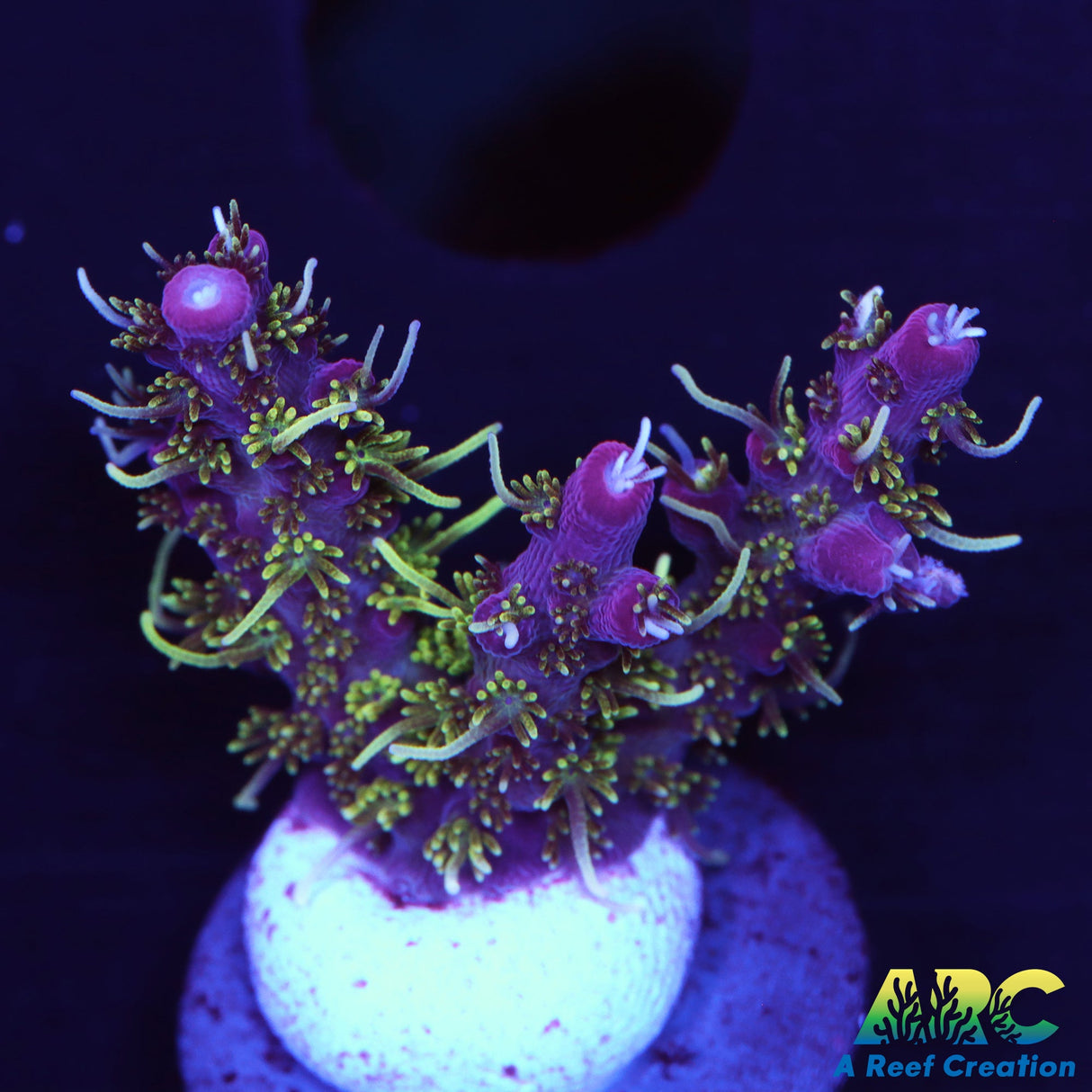 ARC Purple Hairy Monster