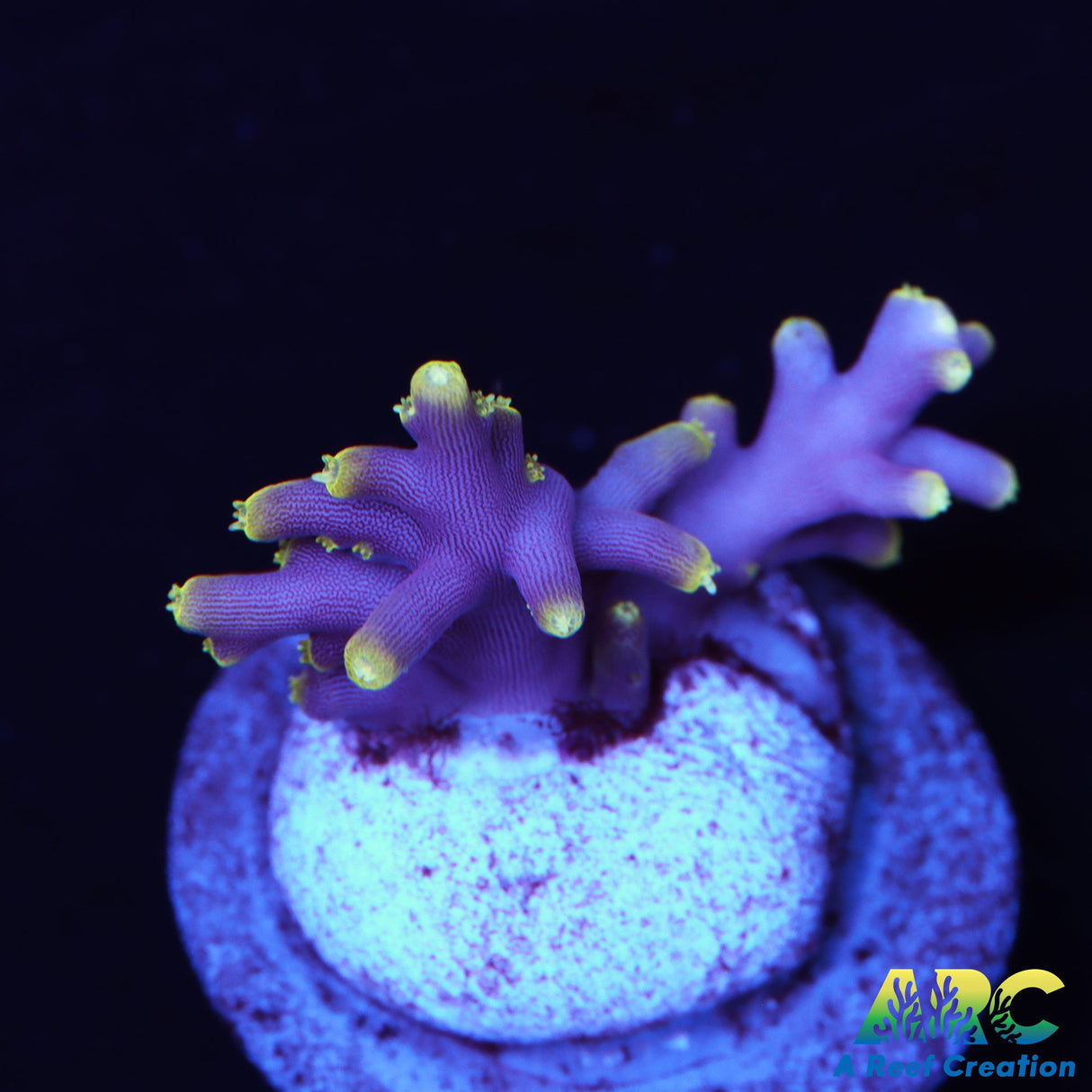 WWC Little Red Ferrari