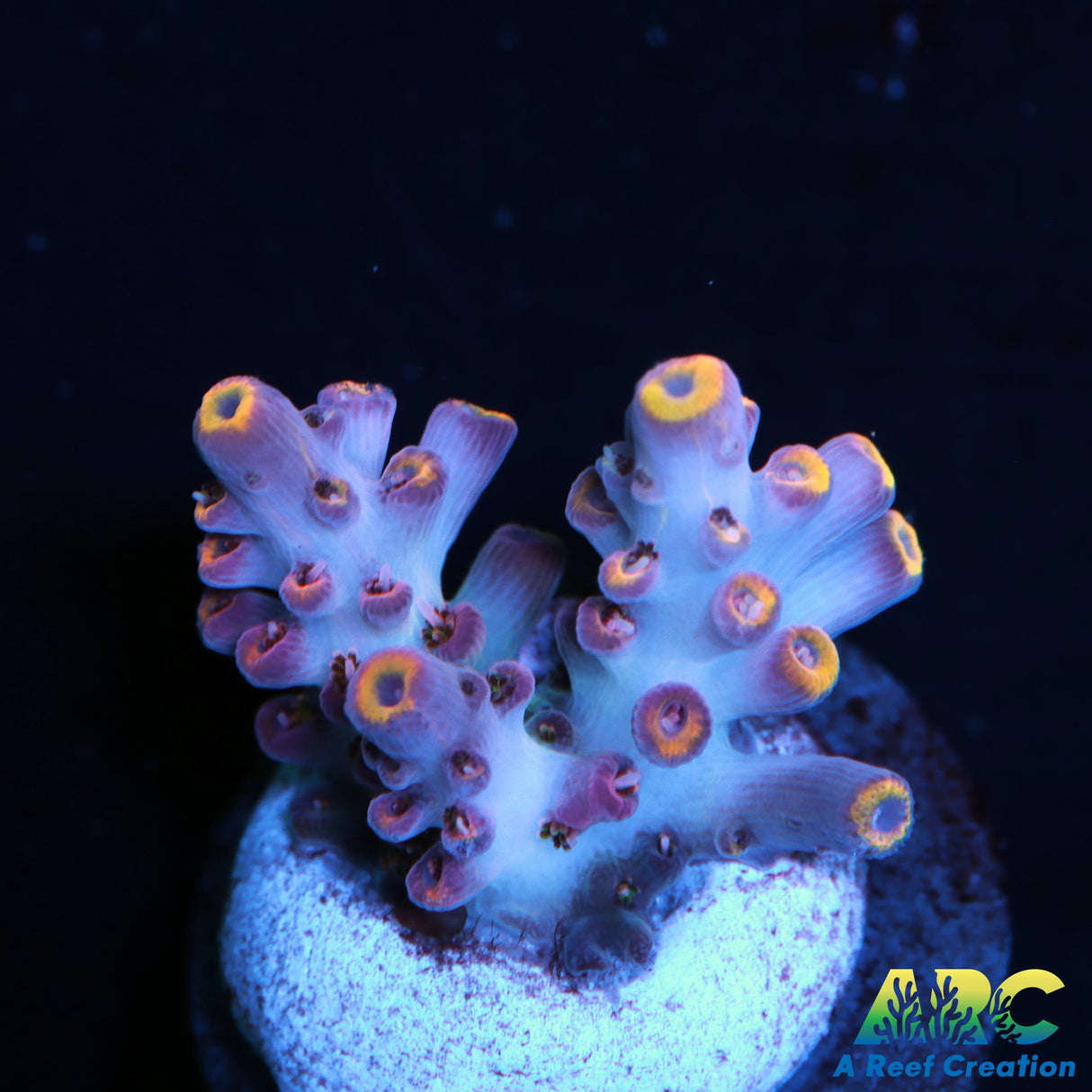 ARC Frozen Goldfinger