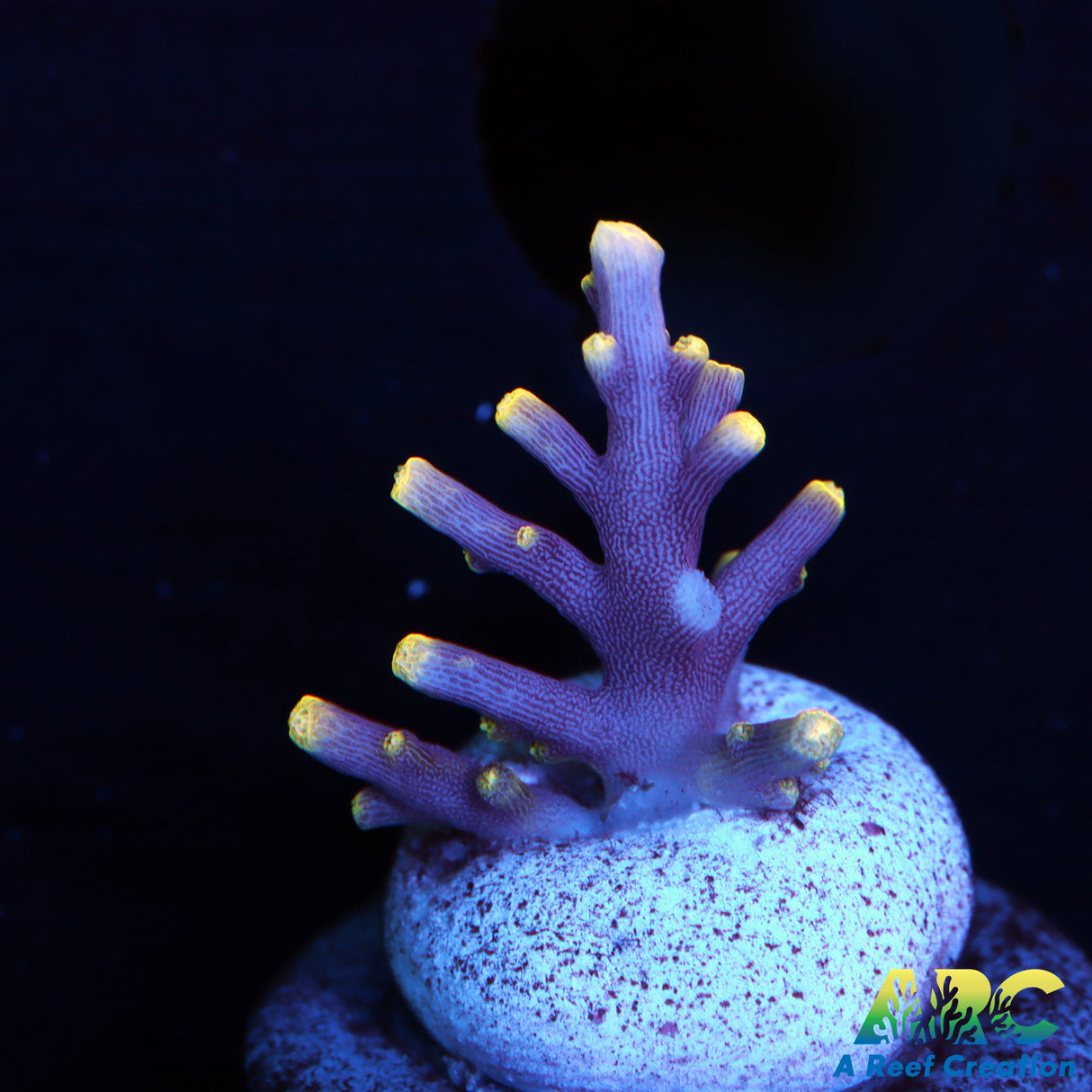 WWC Little Red Ferrari