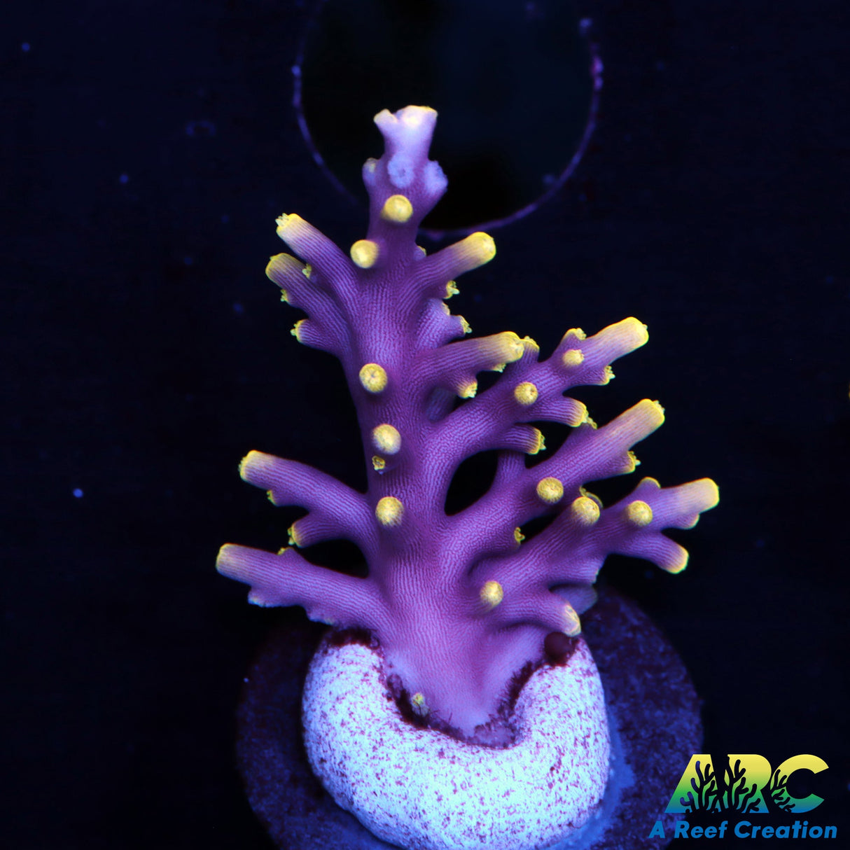 WWC Little Red Ferrari