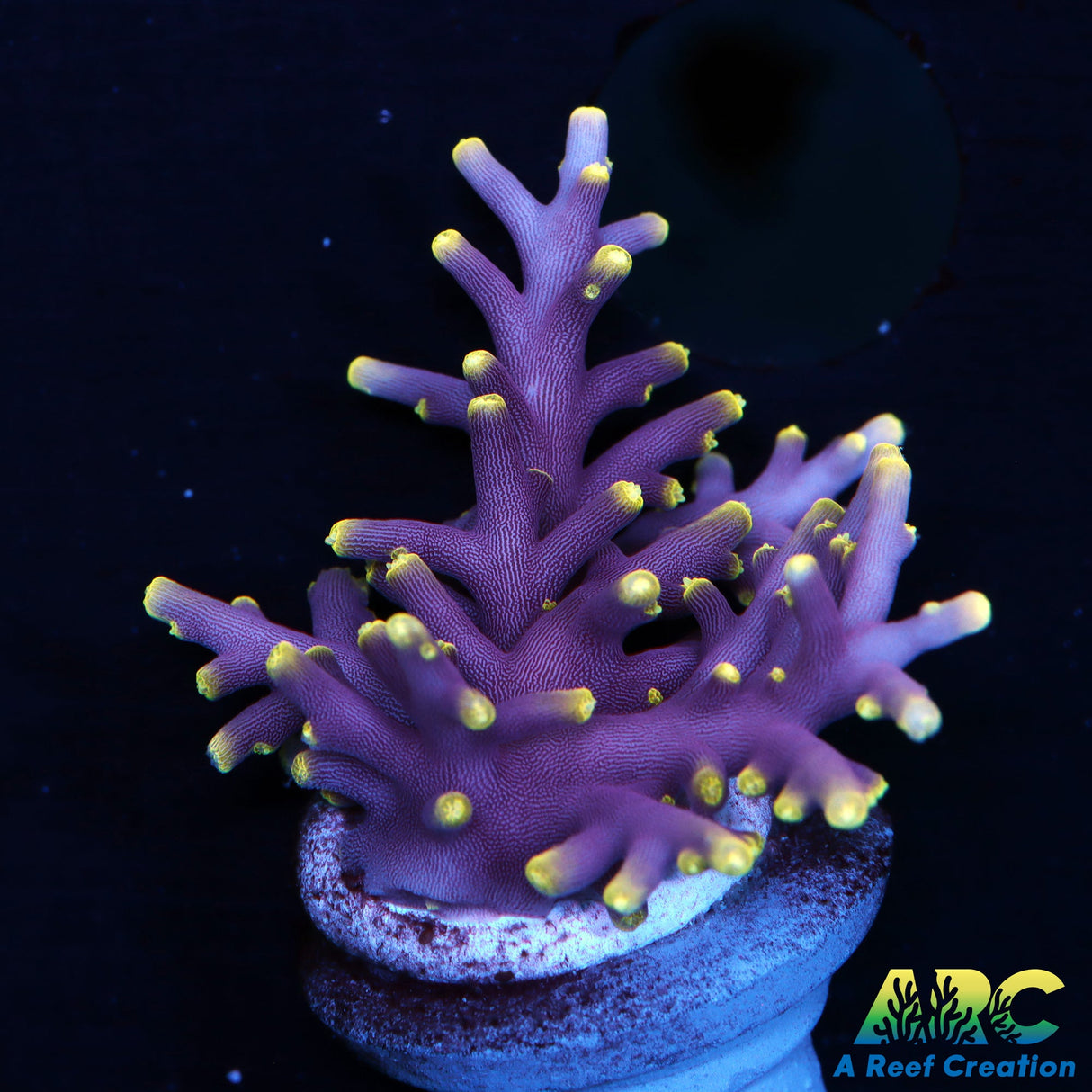 WWC Little Red Ferrari