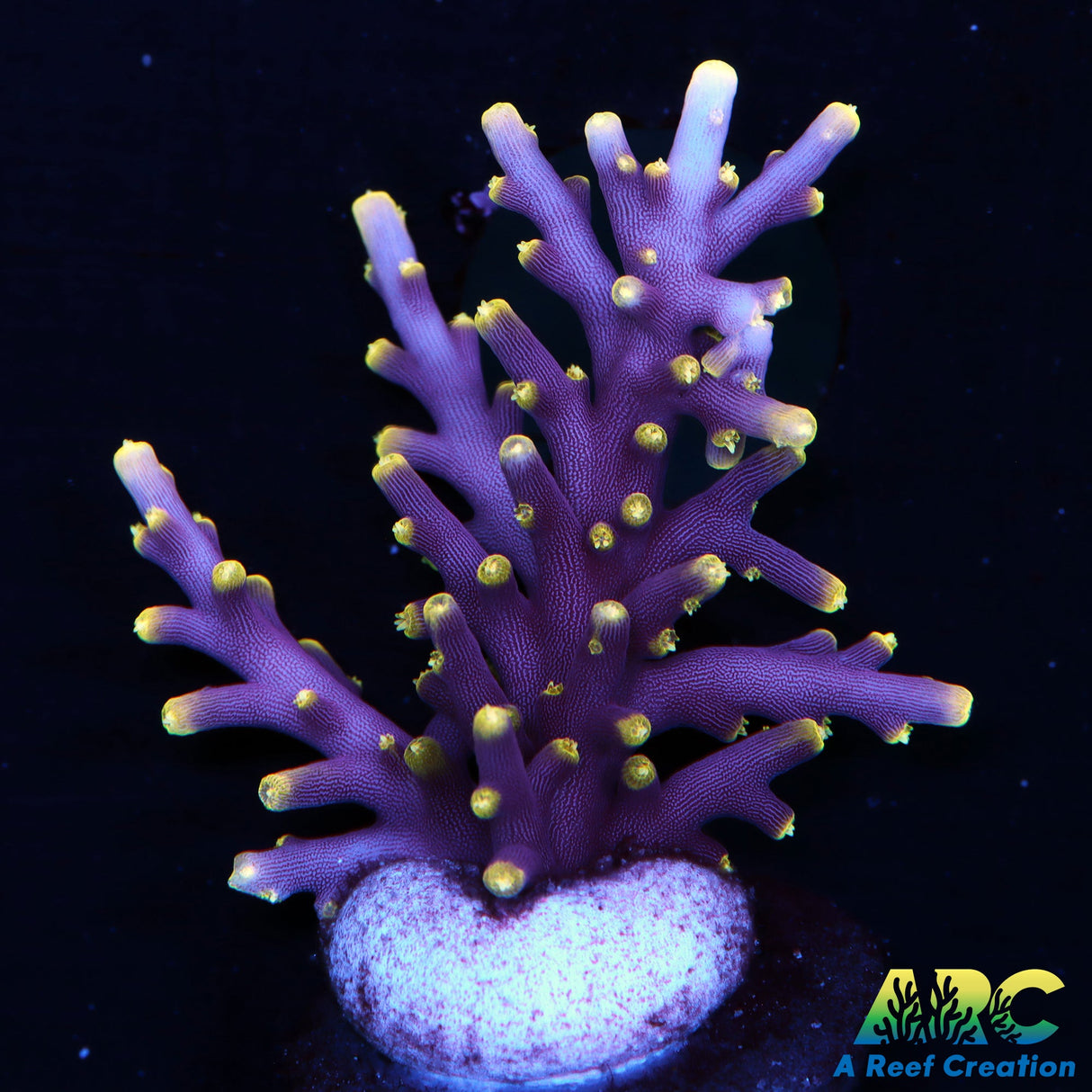 WWC Little Red Ferrari