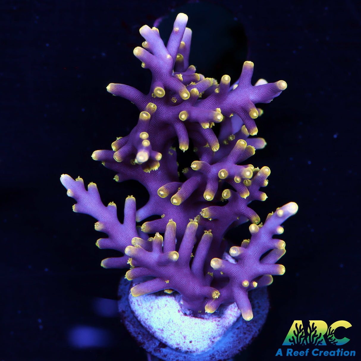 WWC Little Red Ferrari